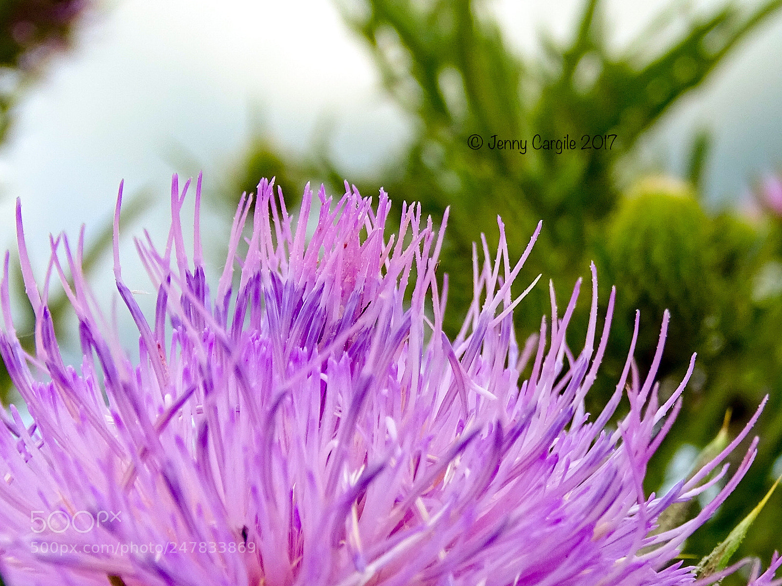 Sony Cyber-shot DSC-HX400V sample photo. Pointy bull thistle photography
