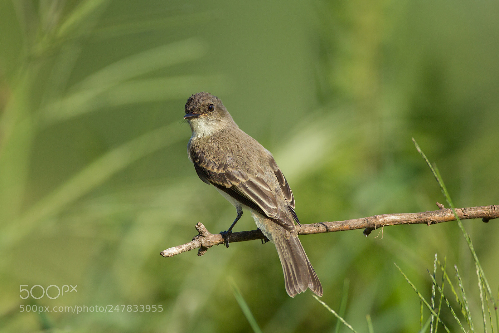 Canon EOS-1D Mark IV sample photo. Eastern phoebe photography