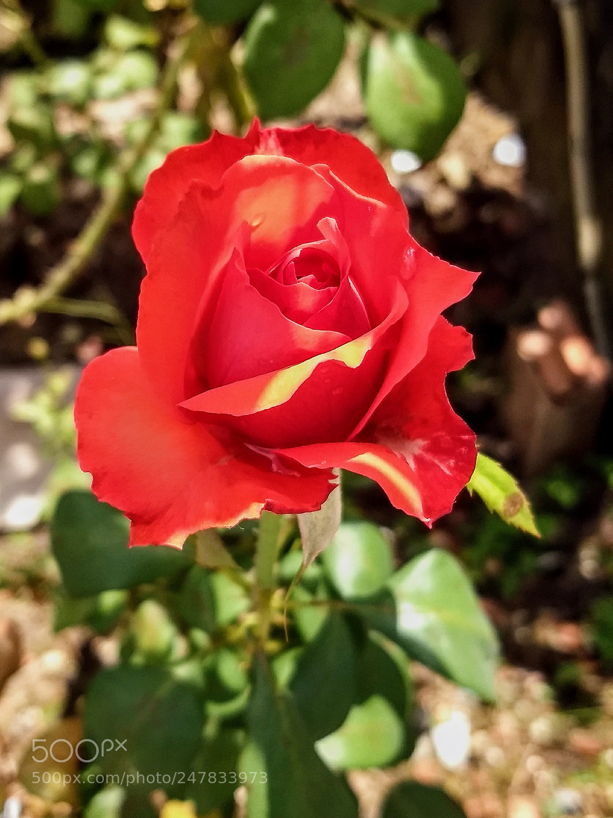 Motorola Moto Z (2) Play sample photo. Rose photography