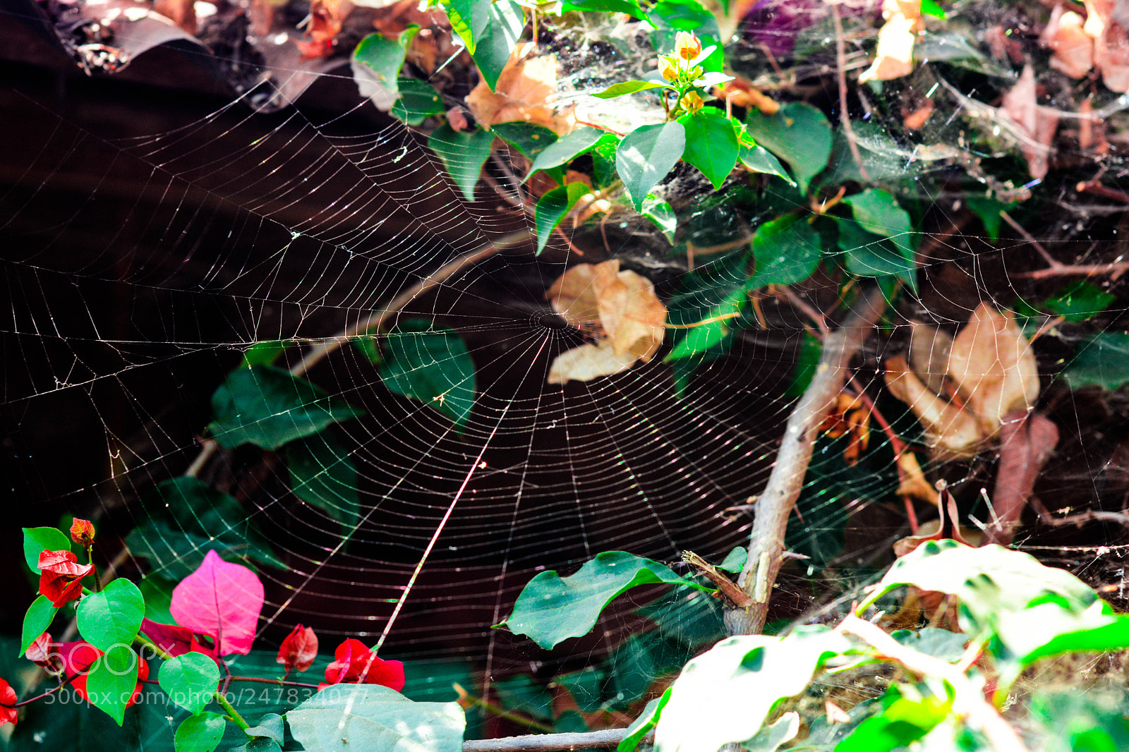 Nikon D7100 sample photo. Untitled photography