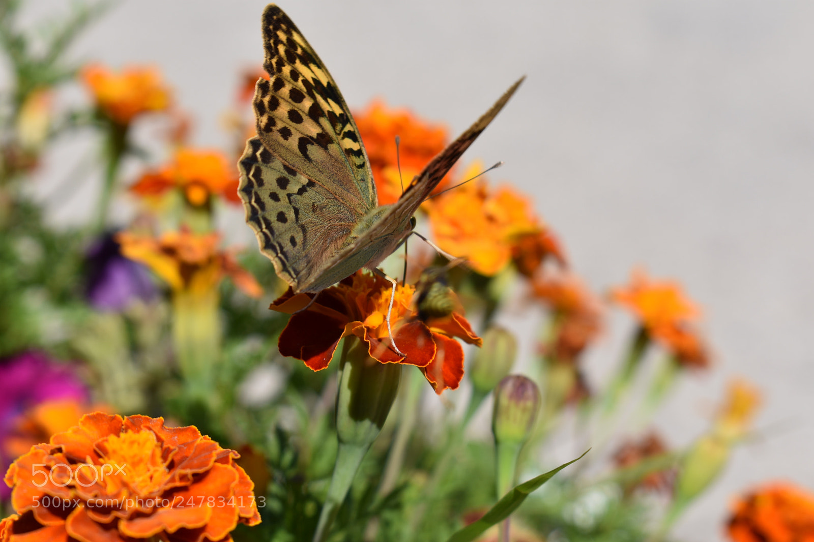 Nikon D3400 sample photo. Untitled photography