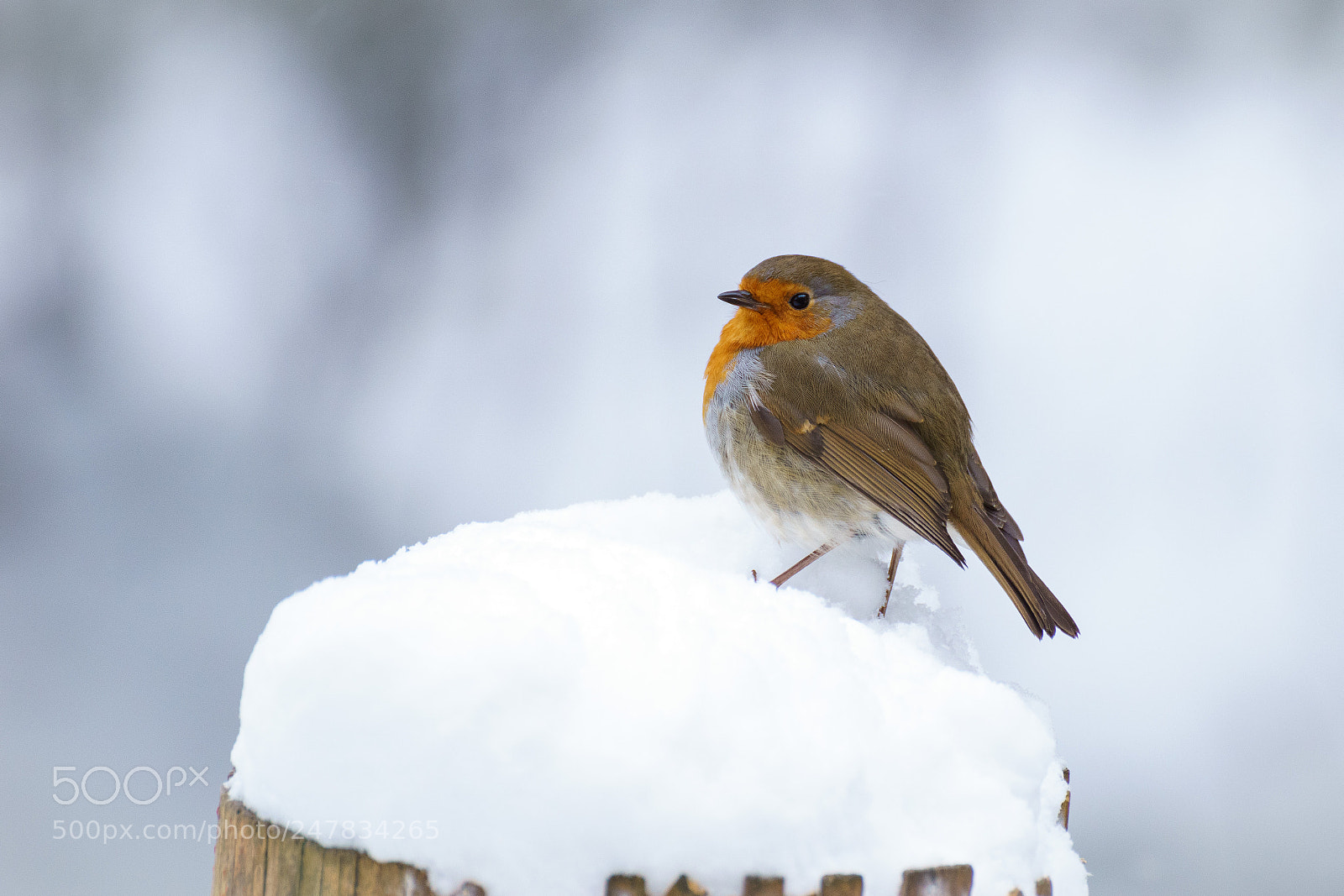 Sony ILCA-77M2 sample photo. Snow robin photography