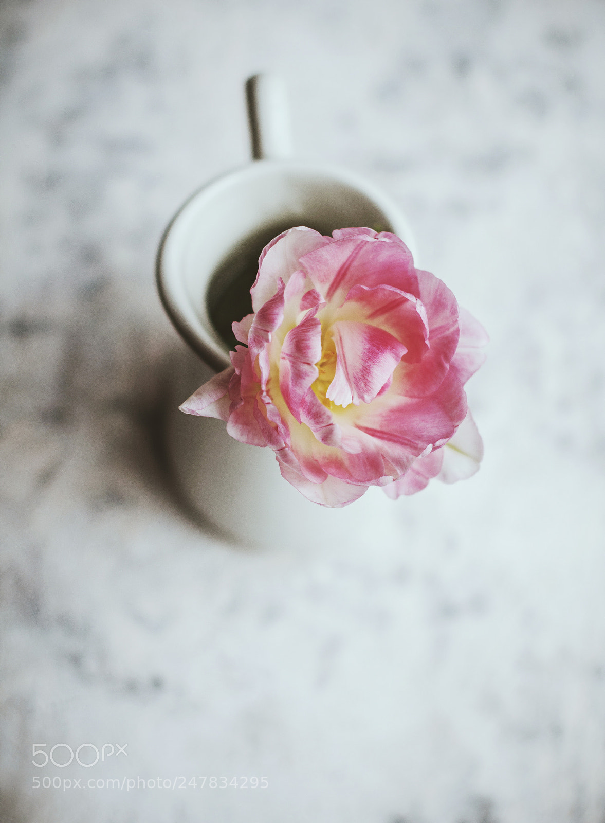 Nikon D90 sample photo. Lonely tulip photography