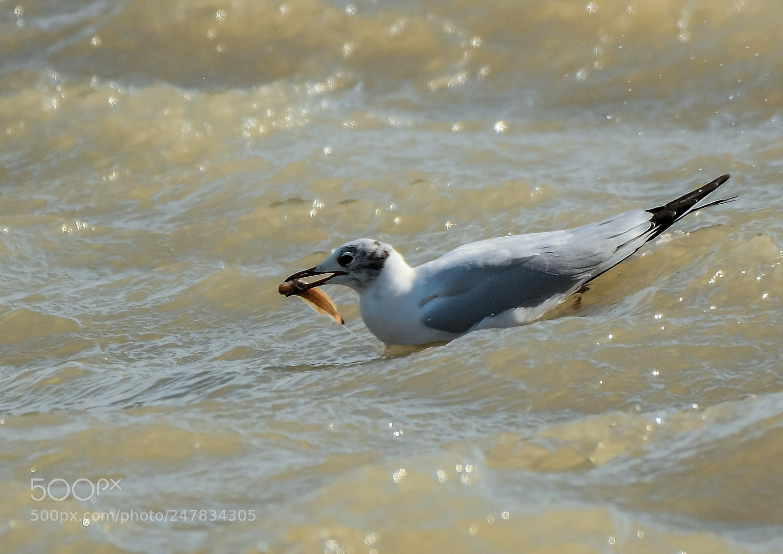 Nikon D500 sample photo. Mouette rieuse photography