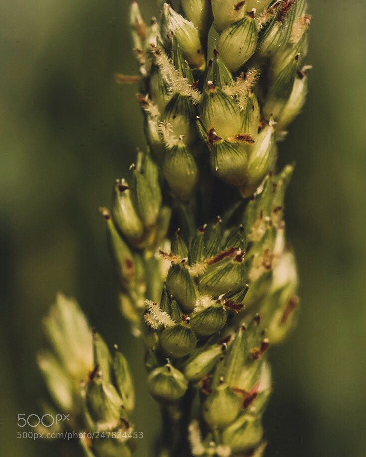 Sony a5100 sample photo. Macro photography