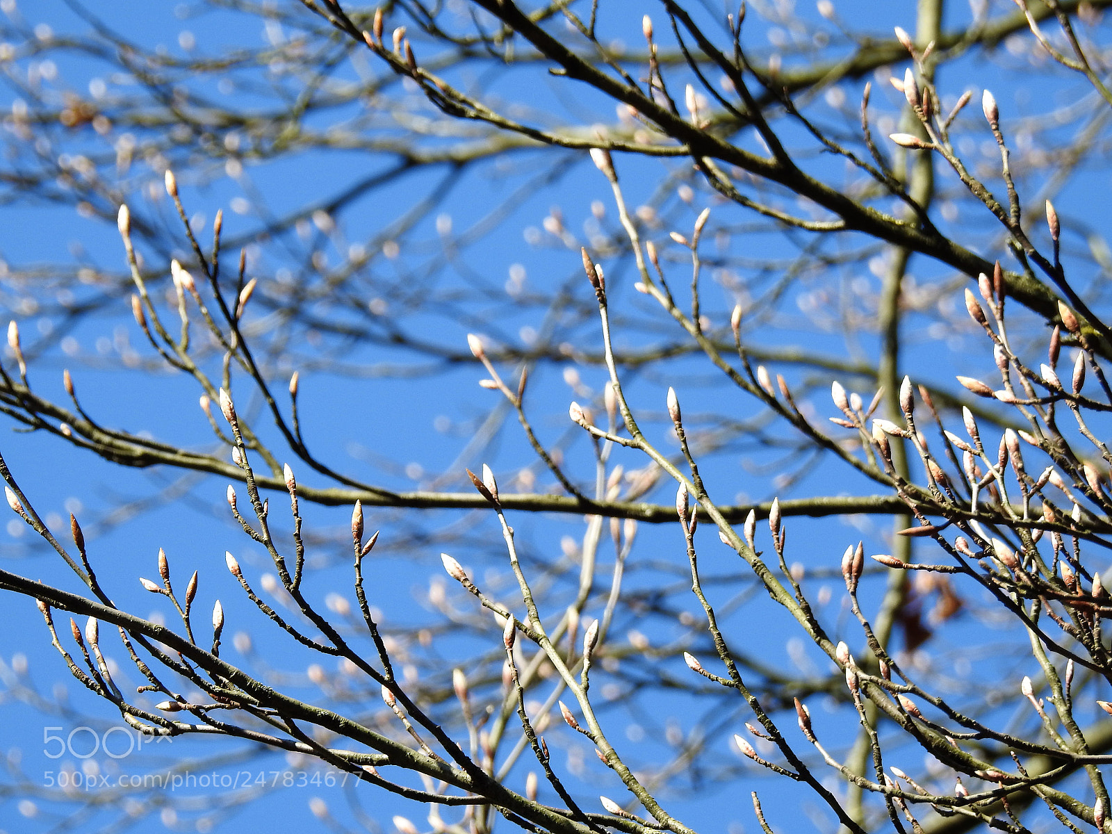 Nikon Coolpix P900 sample photo. Springtime photography