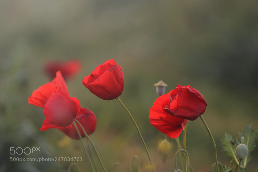 Canon EOS 7D sample photo. Untitled photography