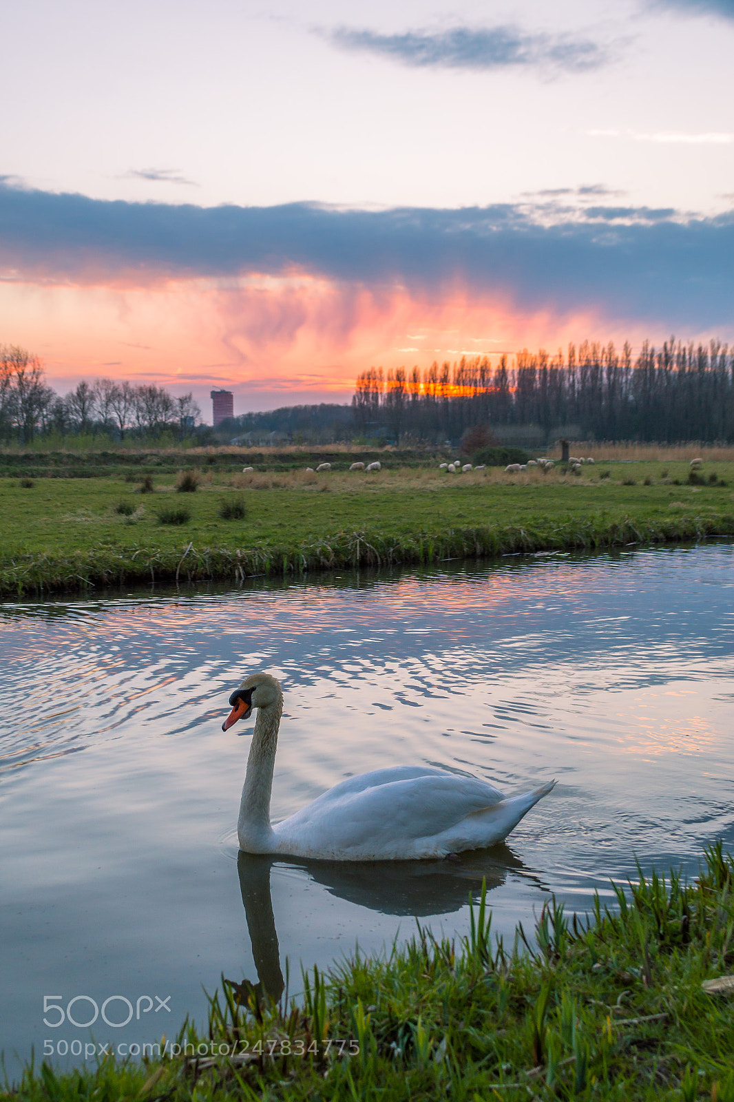 Nikon D3200 sample photo. Swan in cronesteyn park photography