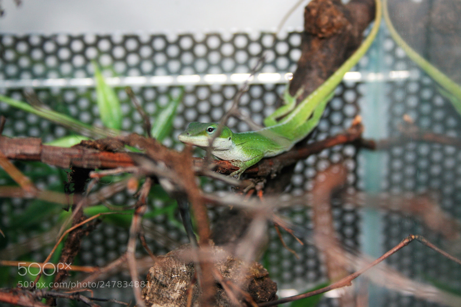 Canon EOS 400D (EOS Digital Rebel XTi / EOS Kiss Digital X) sample photo. Anolis carolinensis photography