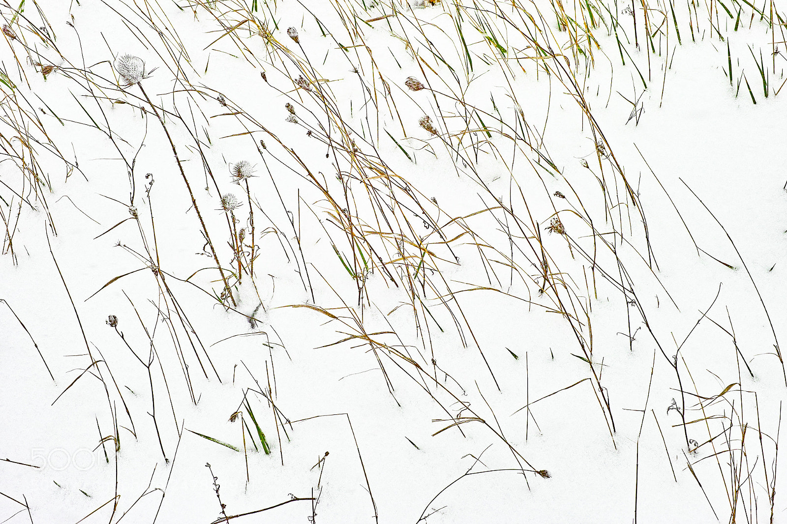 Sigma DP3 Merrill sample photo. Snow & grass photography