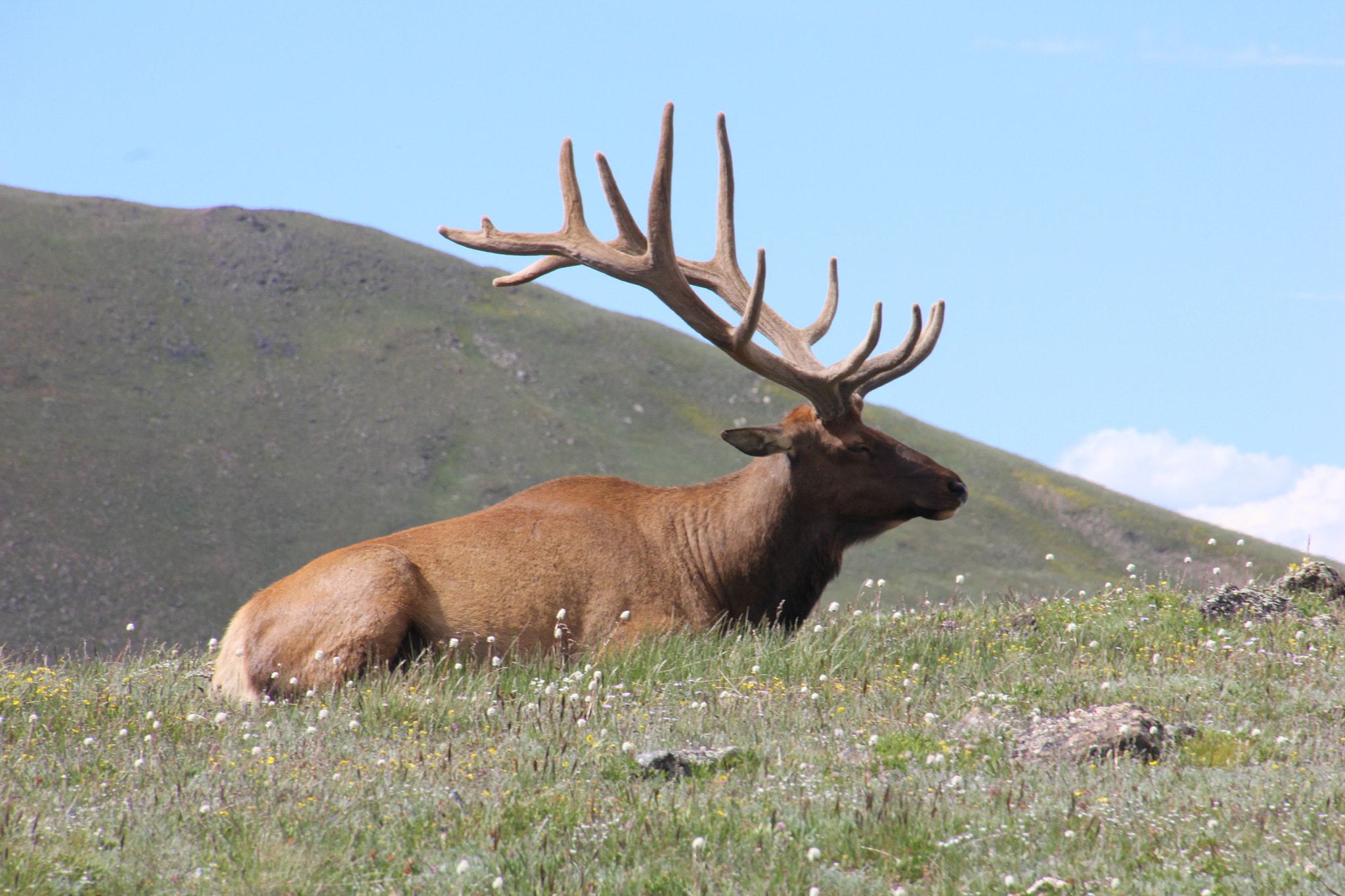 Canon EOS 600D (Rebel EOS T3i / EOS Kiss X5) sample photo. Elk photography