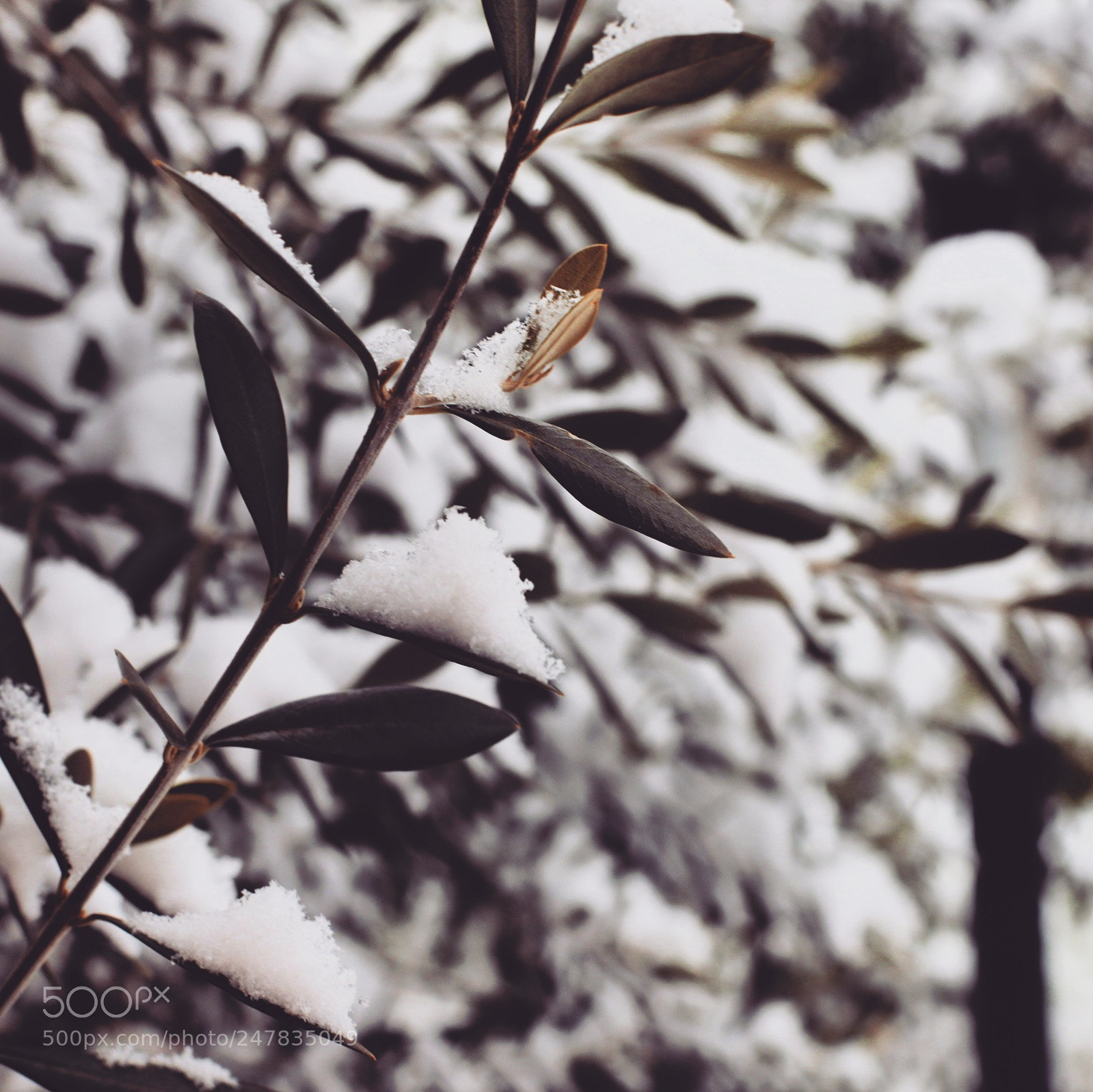 Canon EOS 6D Mark II sample photo. Snow time ❄️ photography