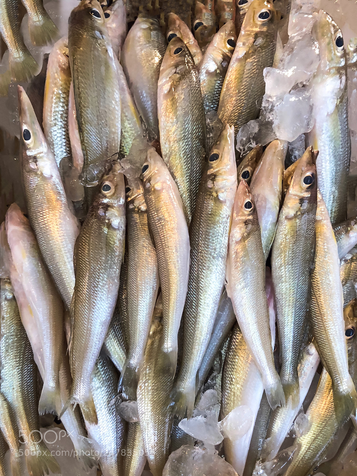 Apple iPhone 8 Plus sample photo. A whole bunch of photography