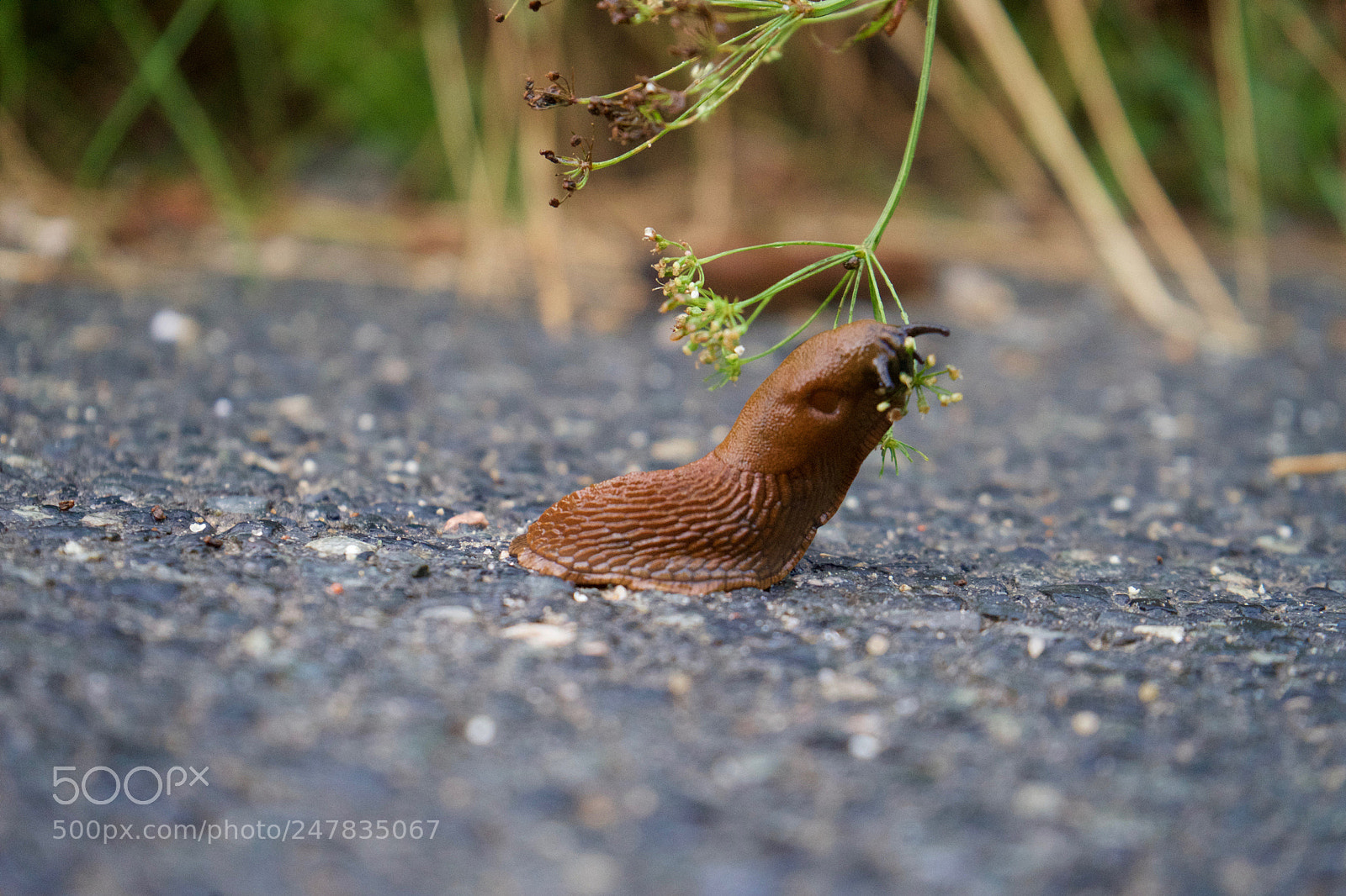 Sony a7 sample photo. Hungry slug photography