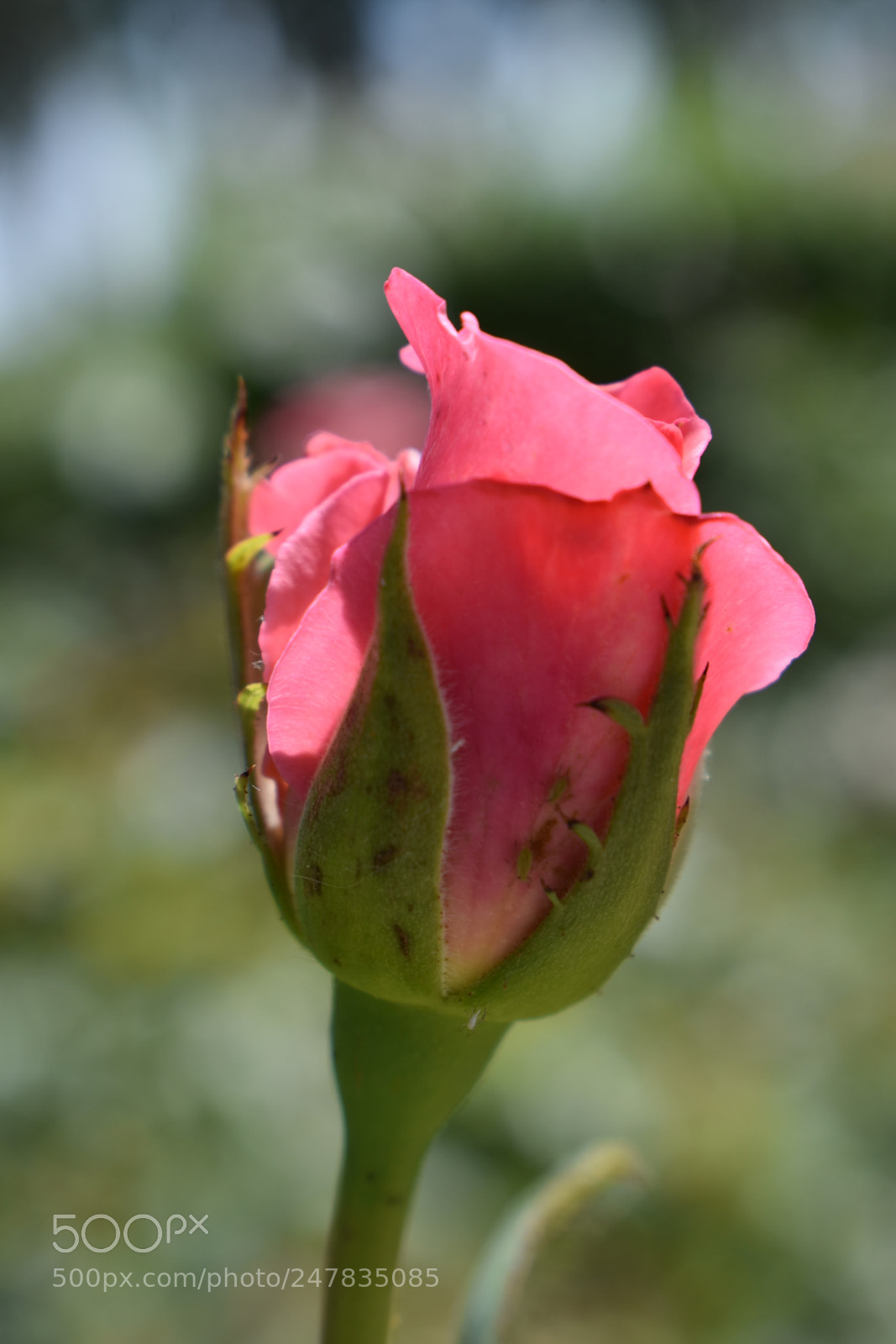 Nikon D3400 sample photo. Untitled photography