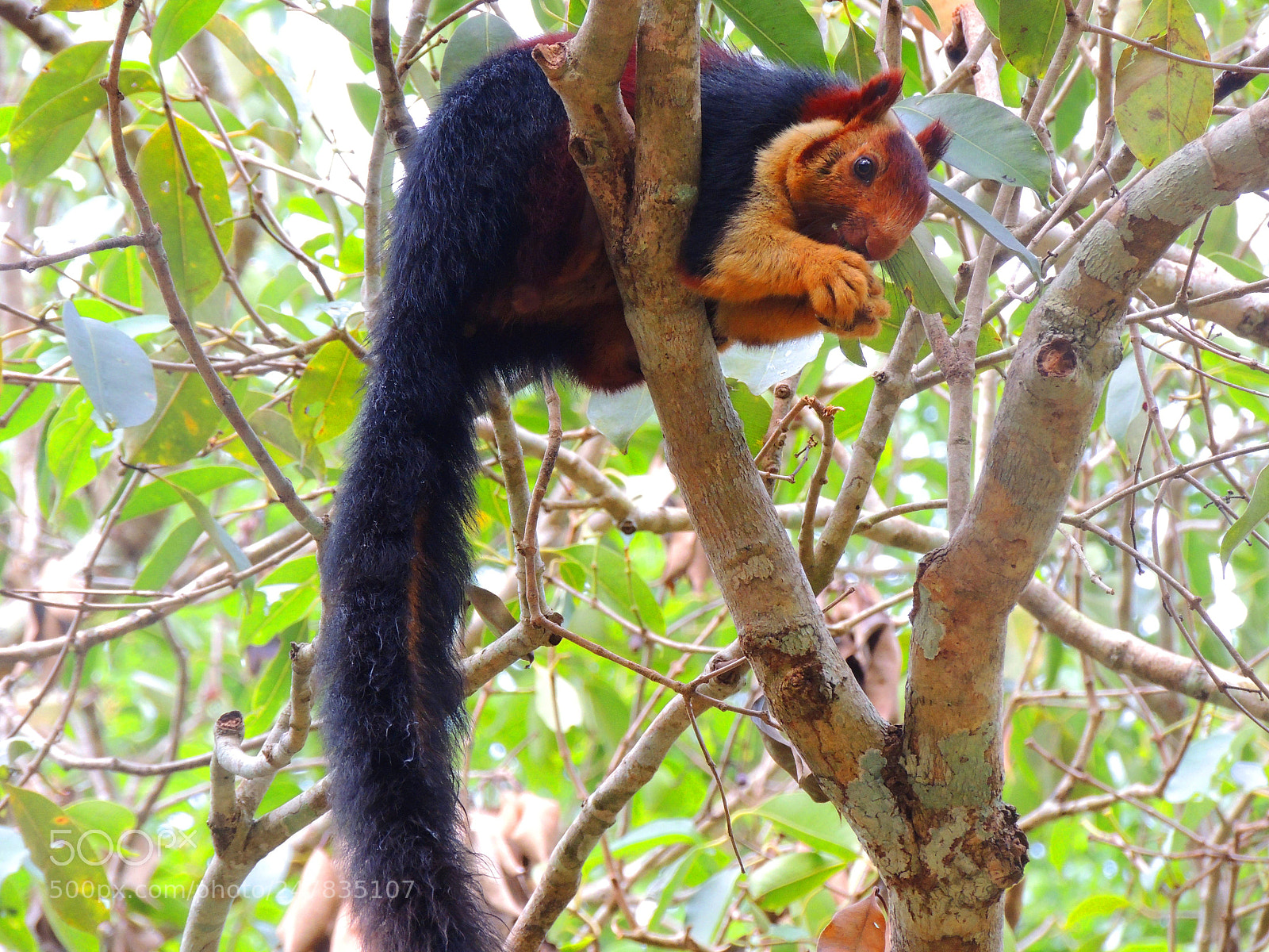 Nikon Coolpix P510 sample photo. Malabar squirrel photography
