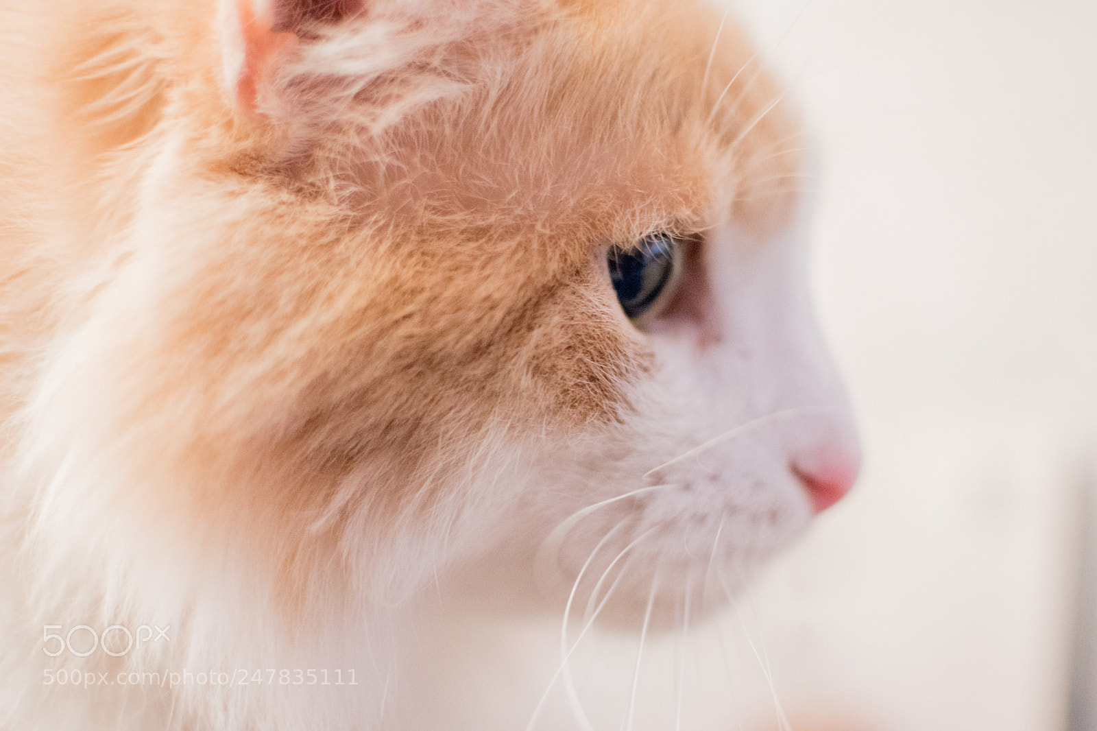 Nikon D5500 sample photo. Cat photography
