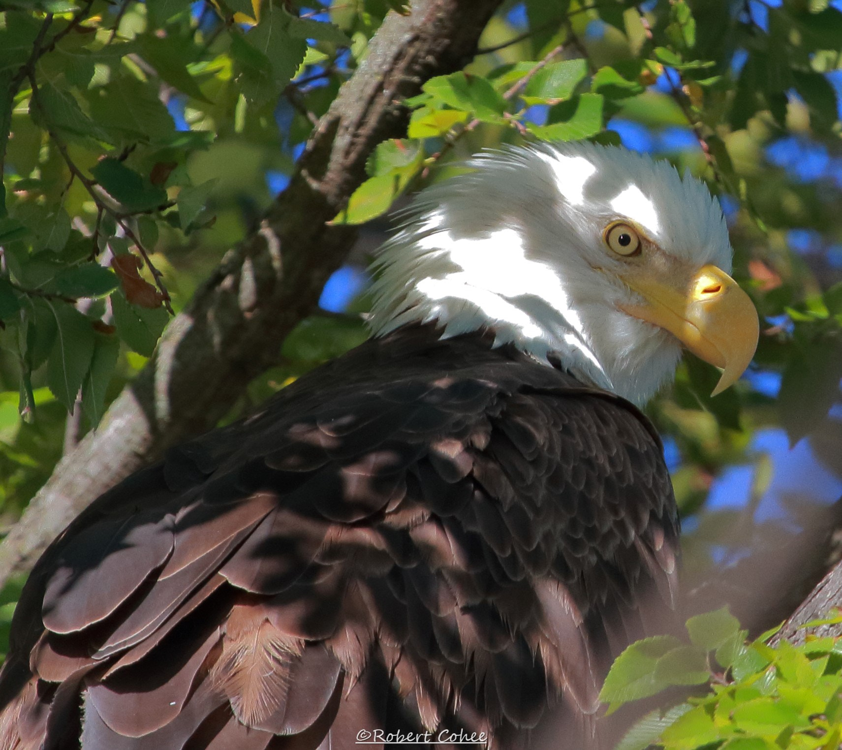 Canon EF 100-400mm F4.5-5.6L IS USM sample photo. Img photography