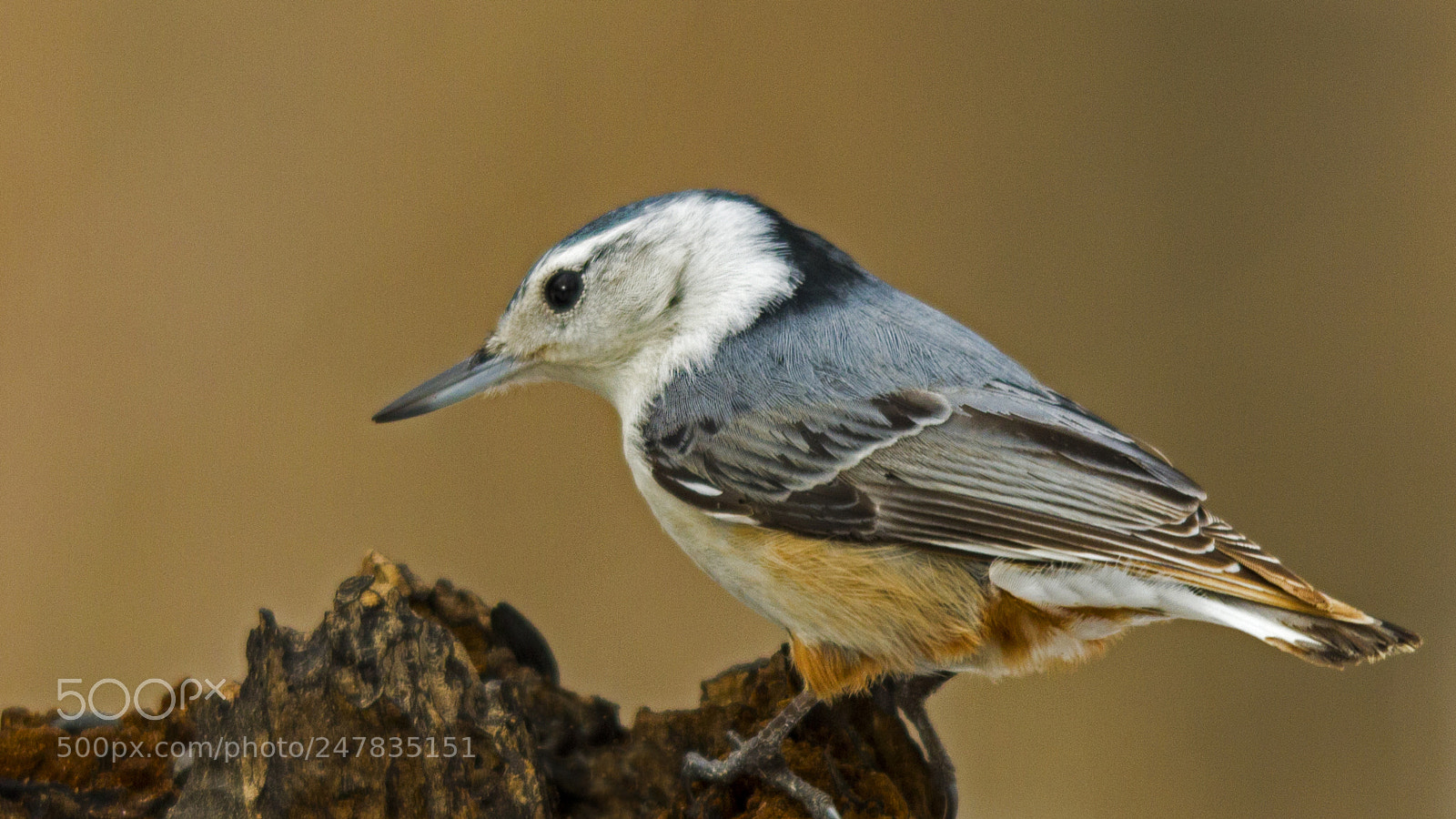 Canon EOS 7D sample photo. White-breasted nuthach photography