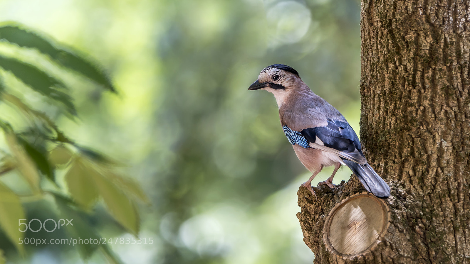 Nikon D810 sample photo. Eurasian jay photography