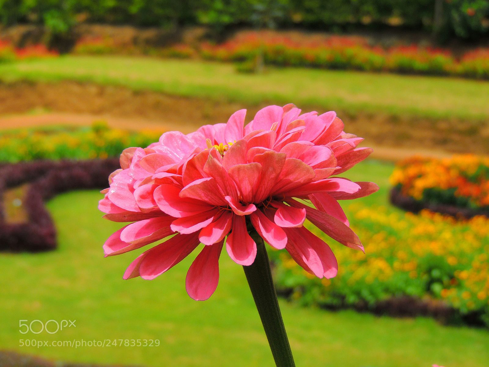 Nikon Coolpix P510 sample photo. Flower photography