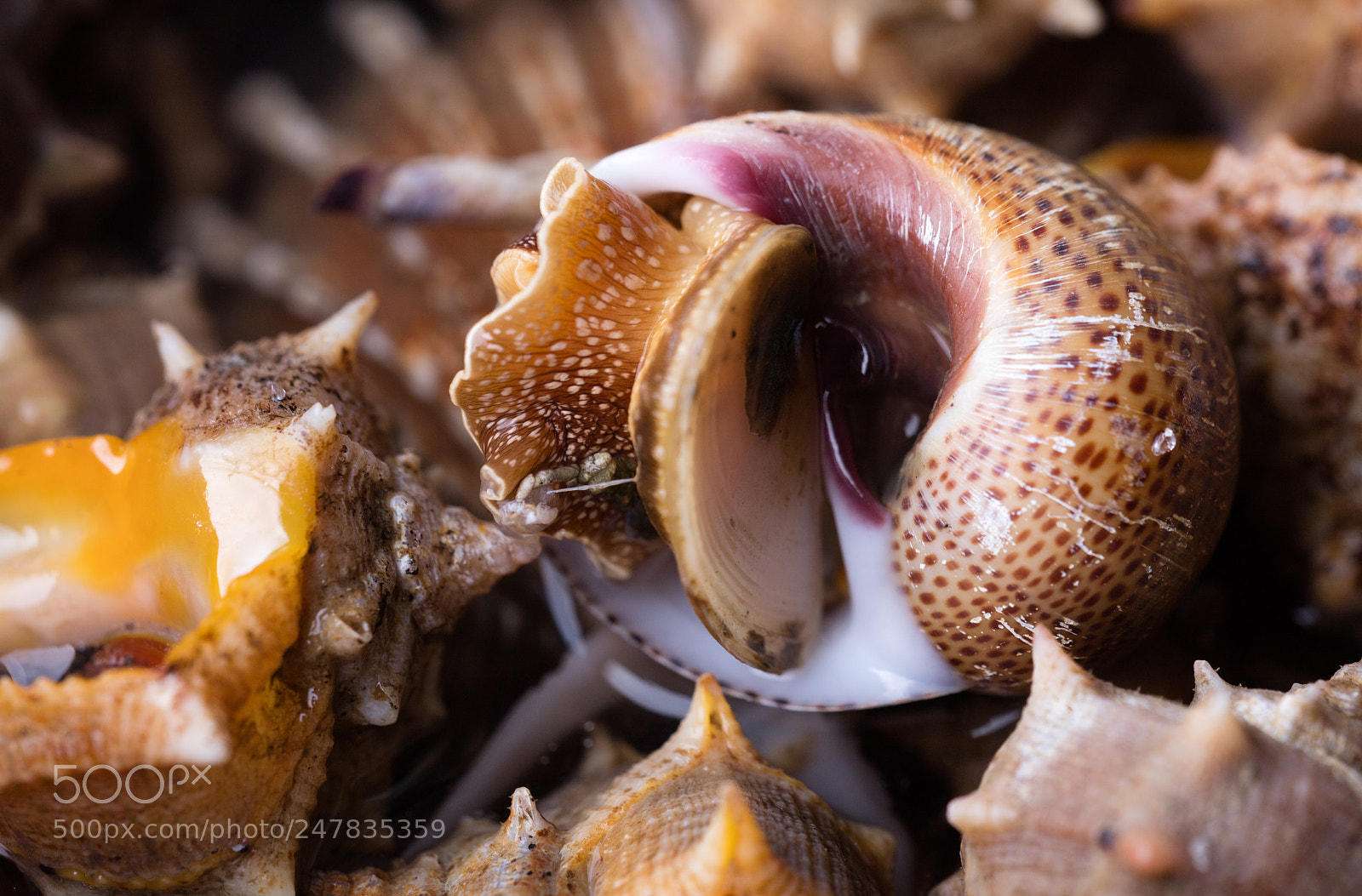 Canon EOS 5DS R sample photo. Sea snail,close up photography