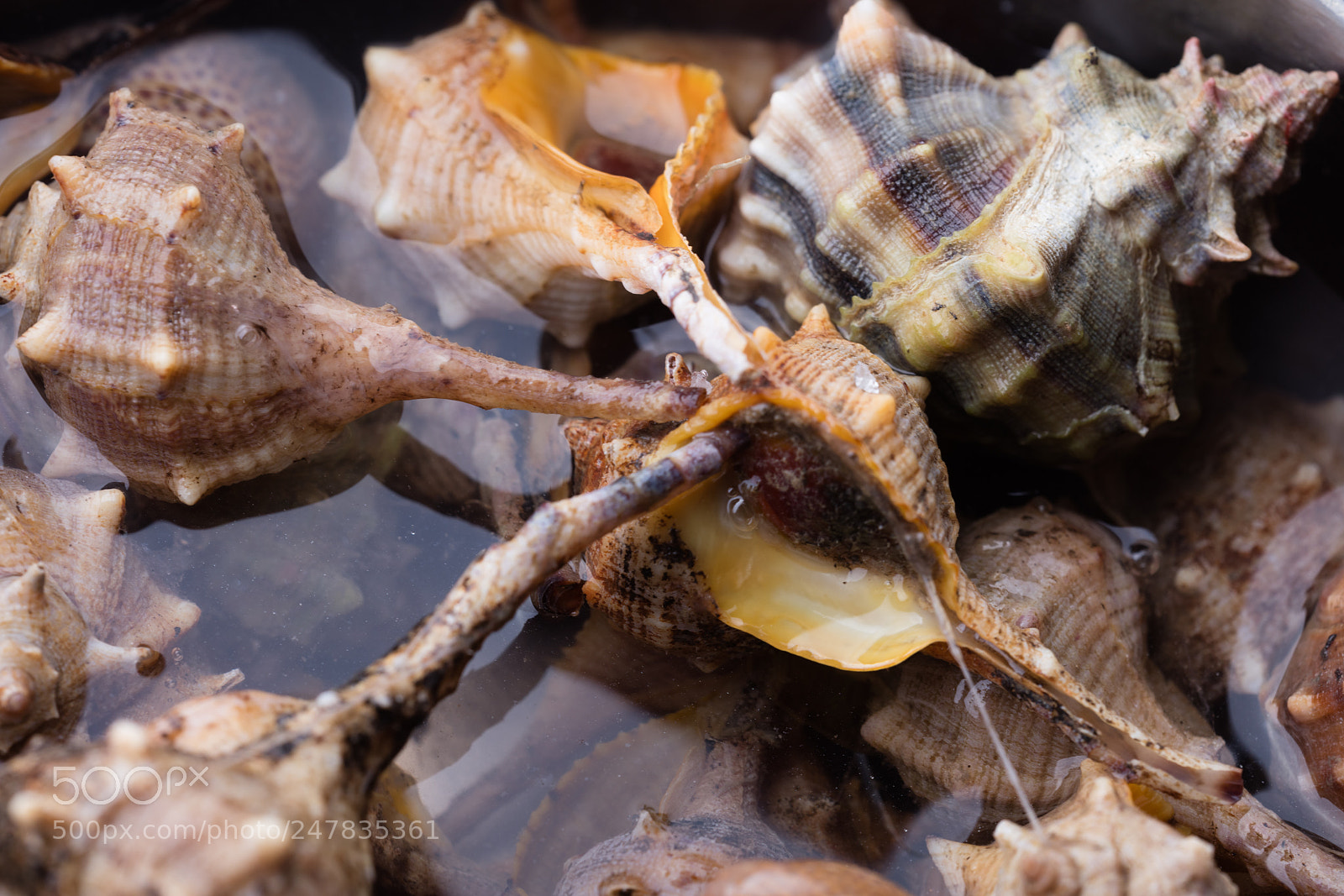 Canon EOS 5DS R sample photo. Sea snail,close up photography