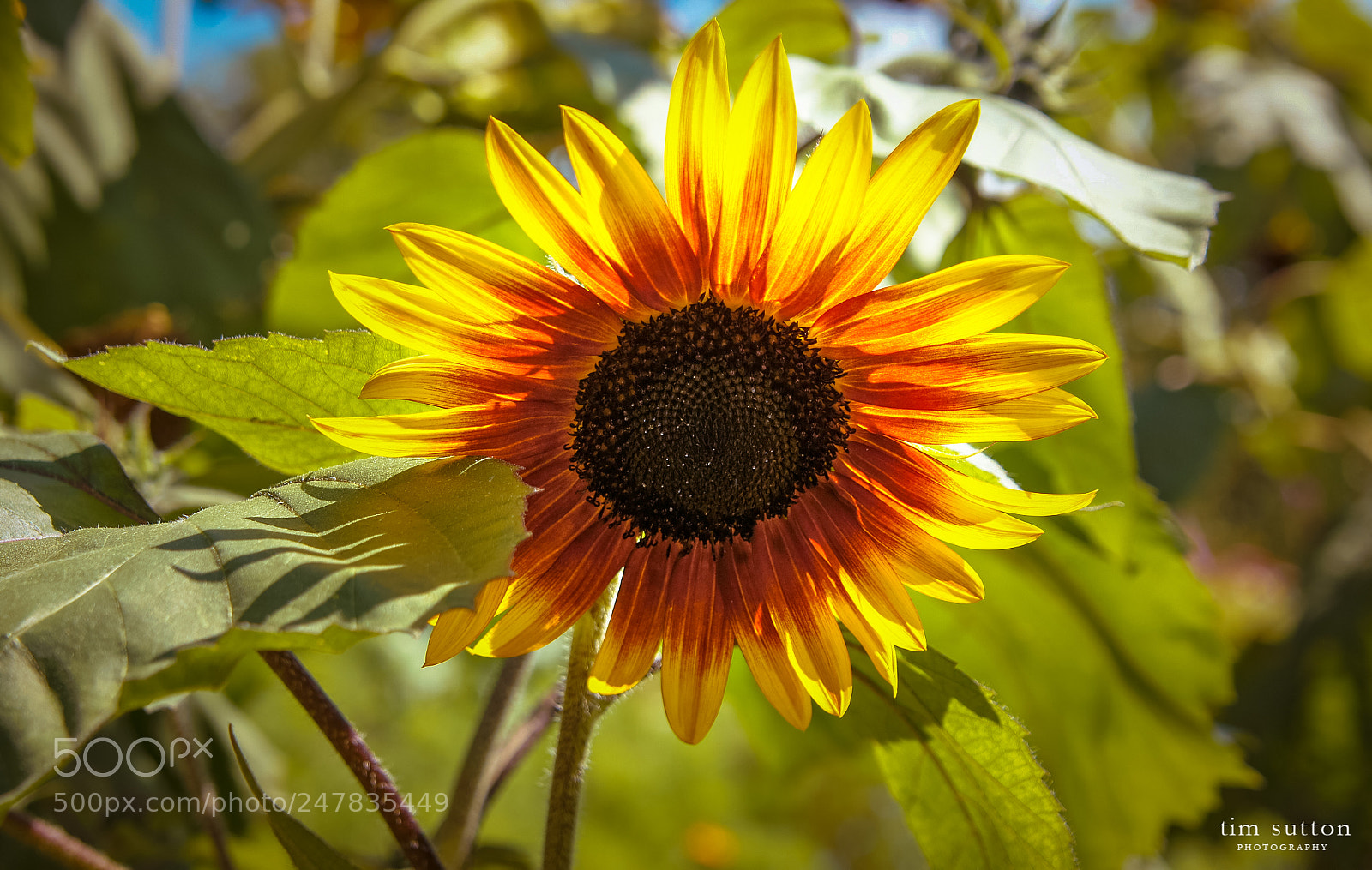 Sony SLT-A55 (SLT-A55V) sample photo. Sunflower photography