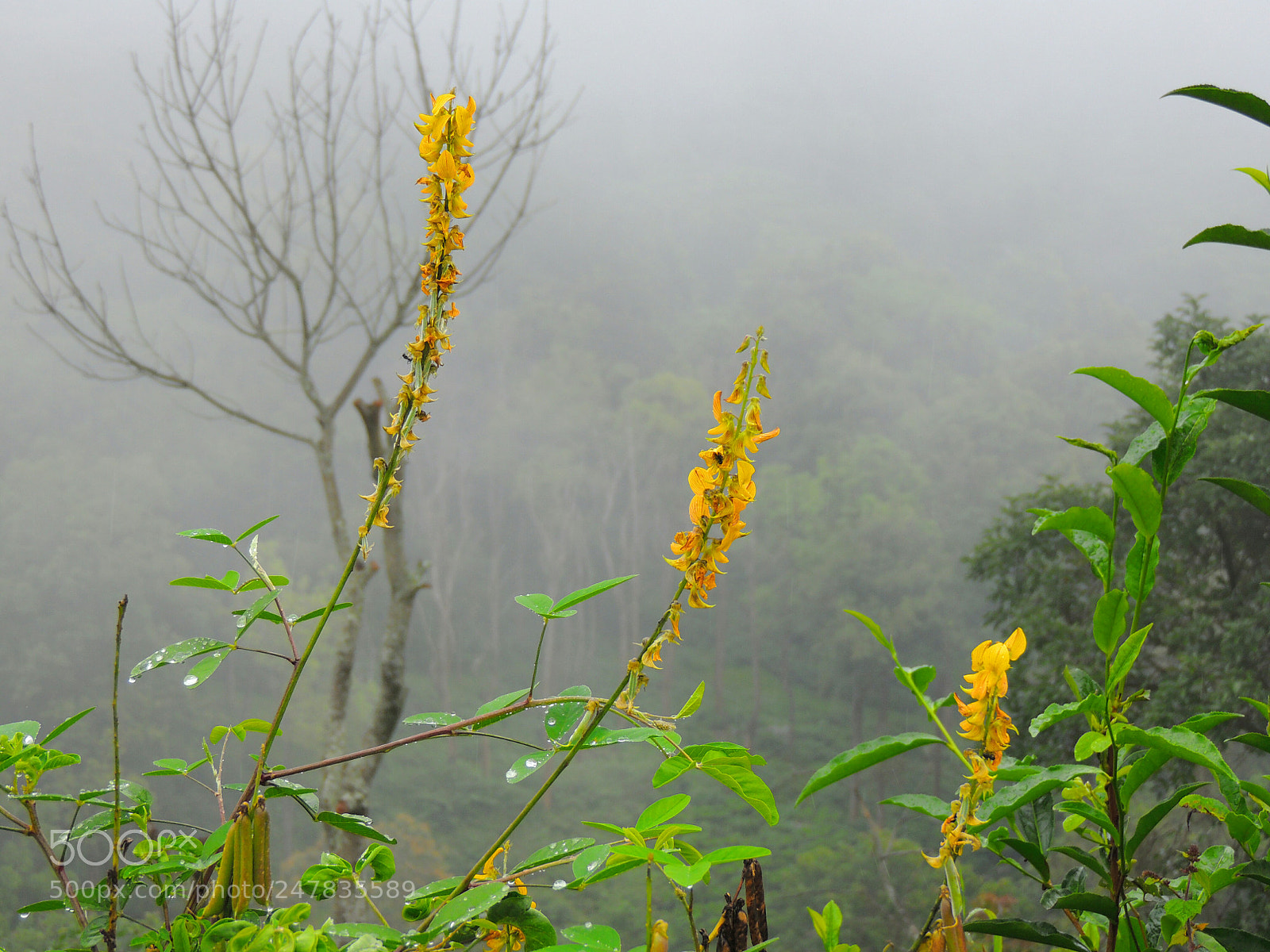 Nikon Coolpix P510 sample photo. Cute mist photography