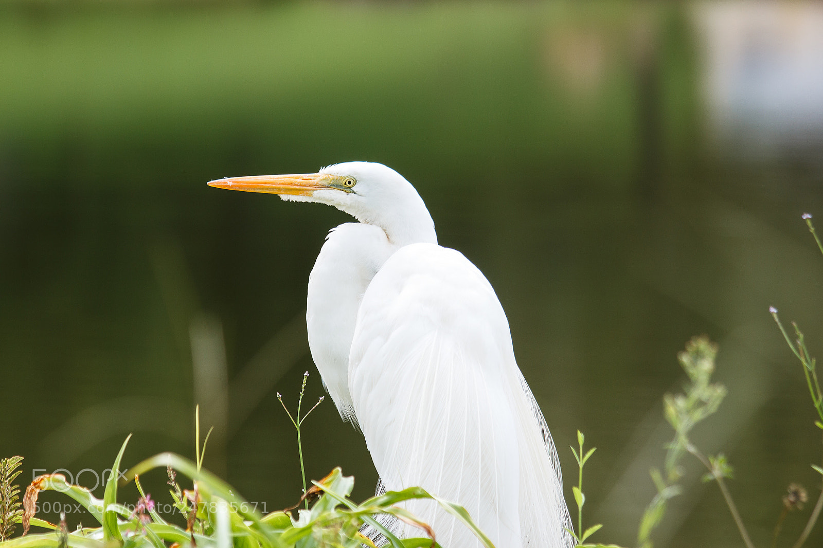 Canon EOS 650D (EOS Rebel T4i / EOS Kiss X6i) sample photo. American great egret photography