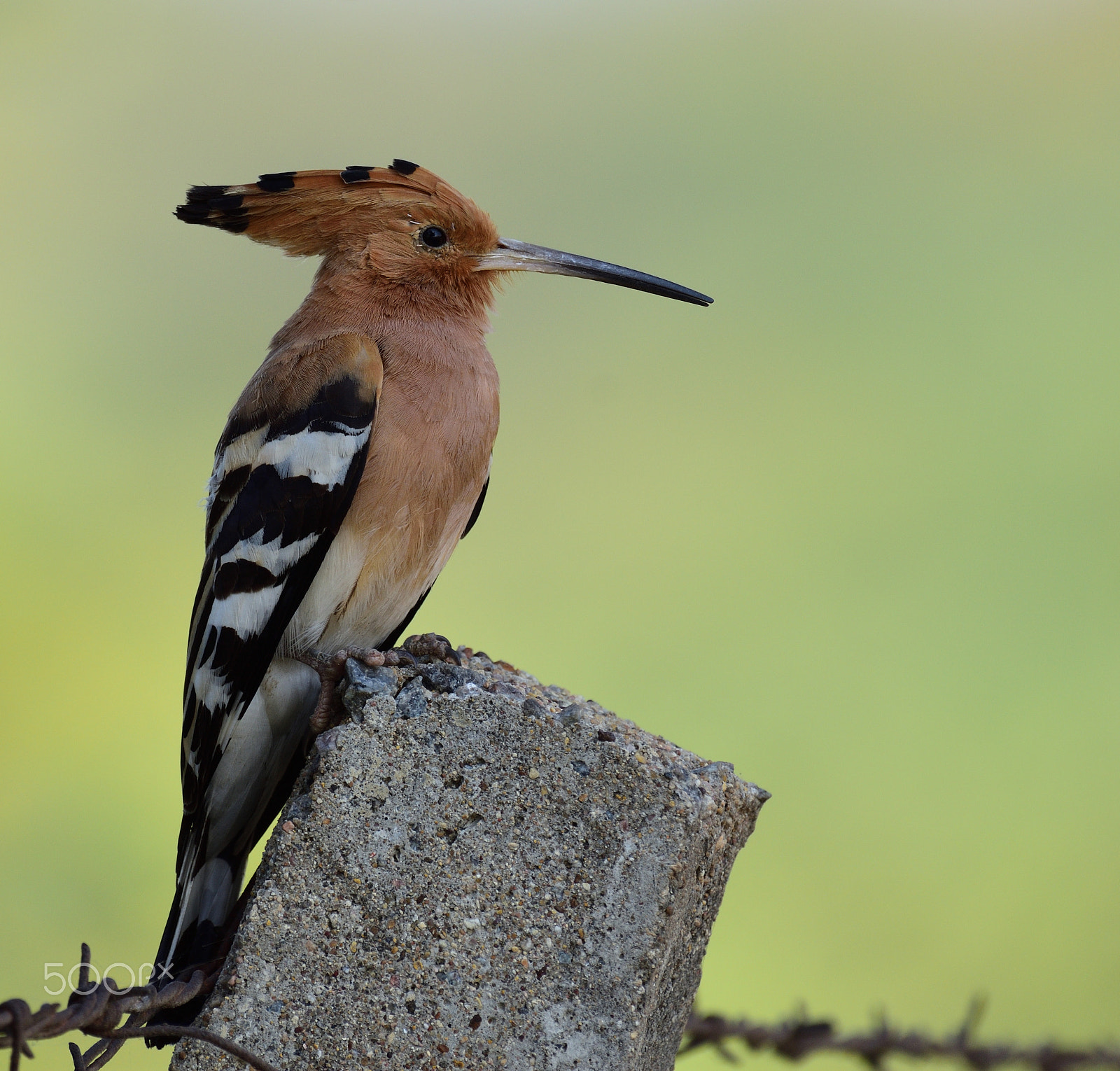 Nikon AF-S Nikkor 200-500mm F5.6E ED VR sample photo. Hoopoe photography