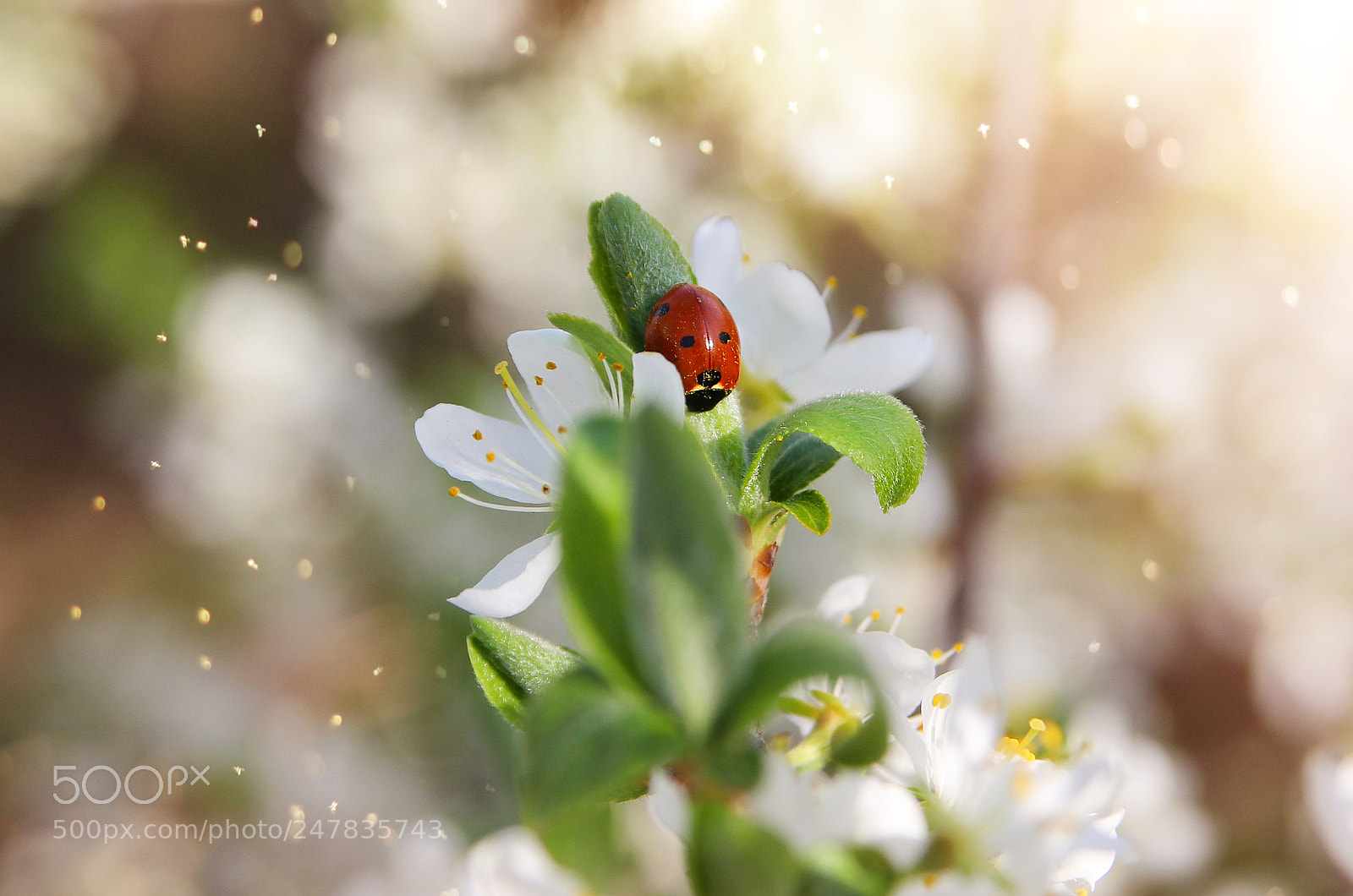 Canon EOS 600D (Rebel EOS T3i / EOS Kiss X5) sample photo. Flowering tree and insect photography