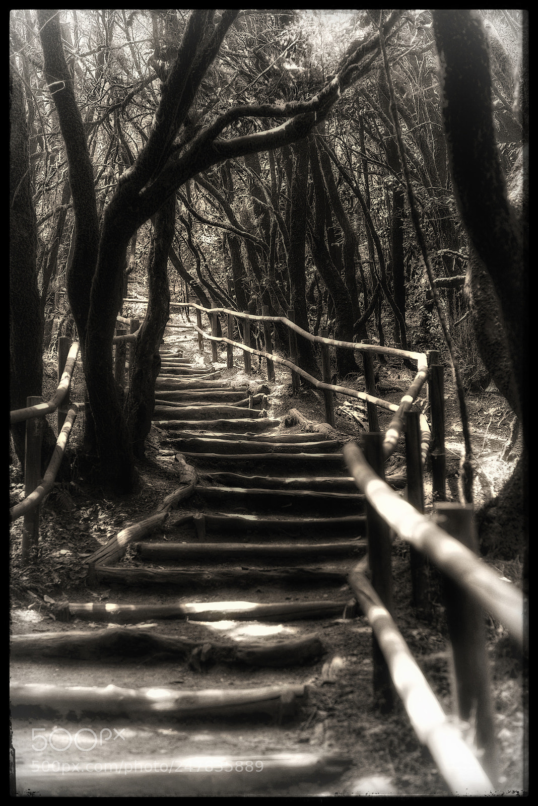 Nikon D610 sample photo. Dreams photography