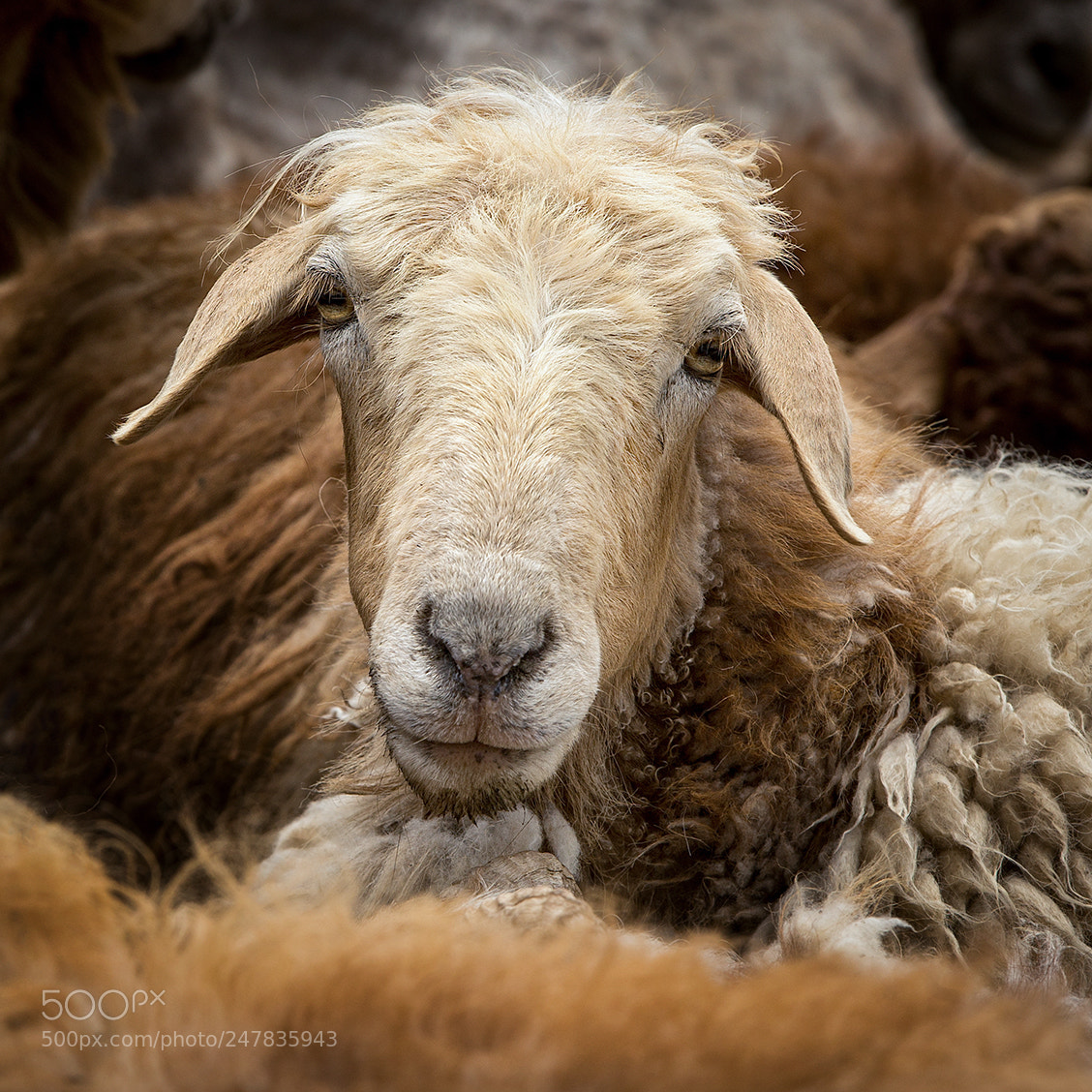 Canon EOS-1D X sample photo. Portrait of sheep 2 photography