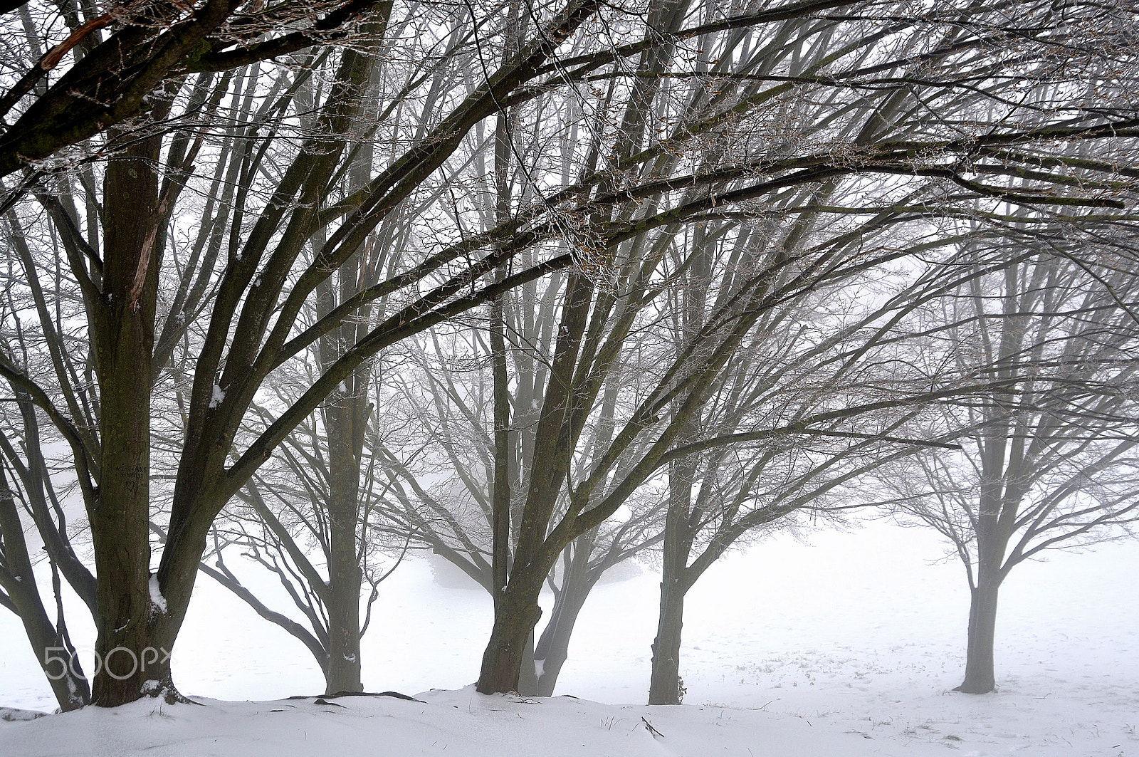 Nikon D90 sample photo. Neve in parco - la foresta incantata photography