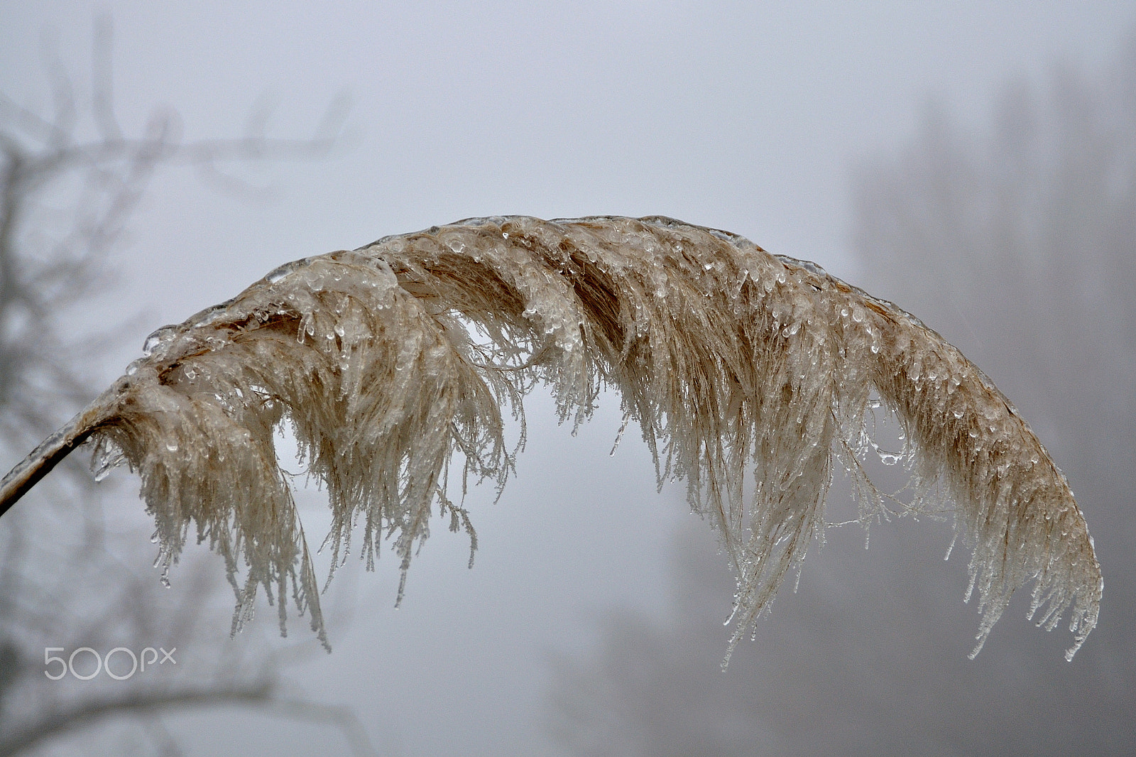 Nikon D90 sample photo. Neve in parco - ghiaccio photography