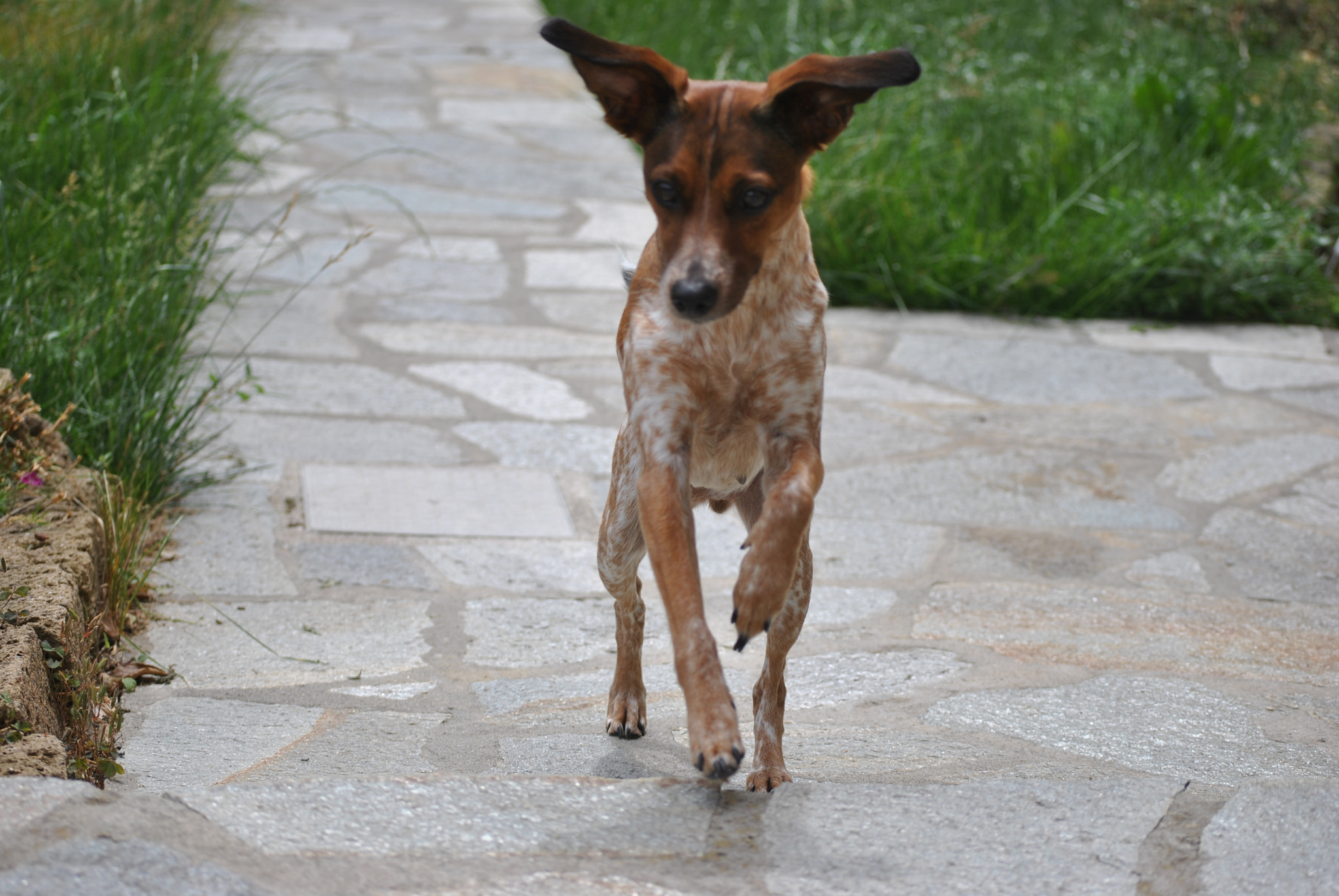 Nikon D3000 sample photo. Trilly photography
