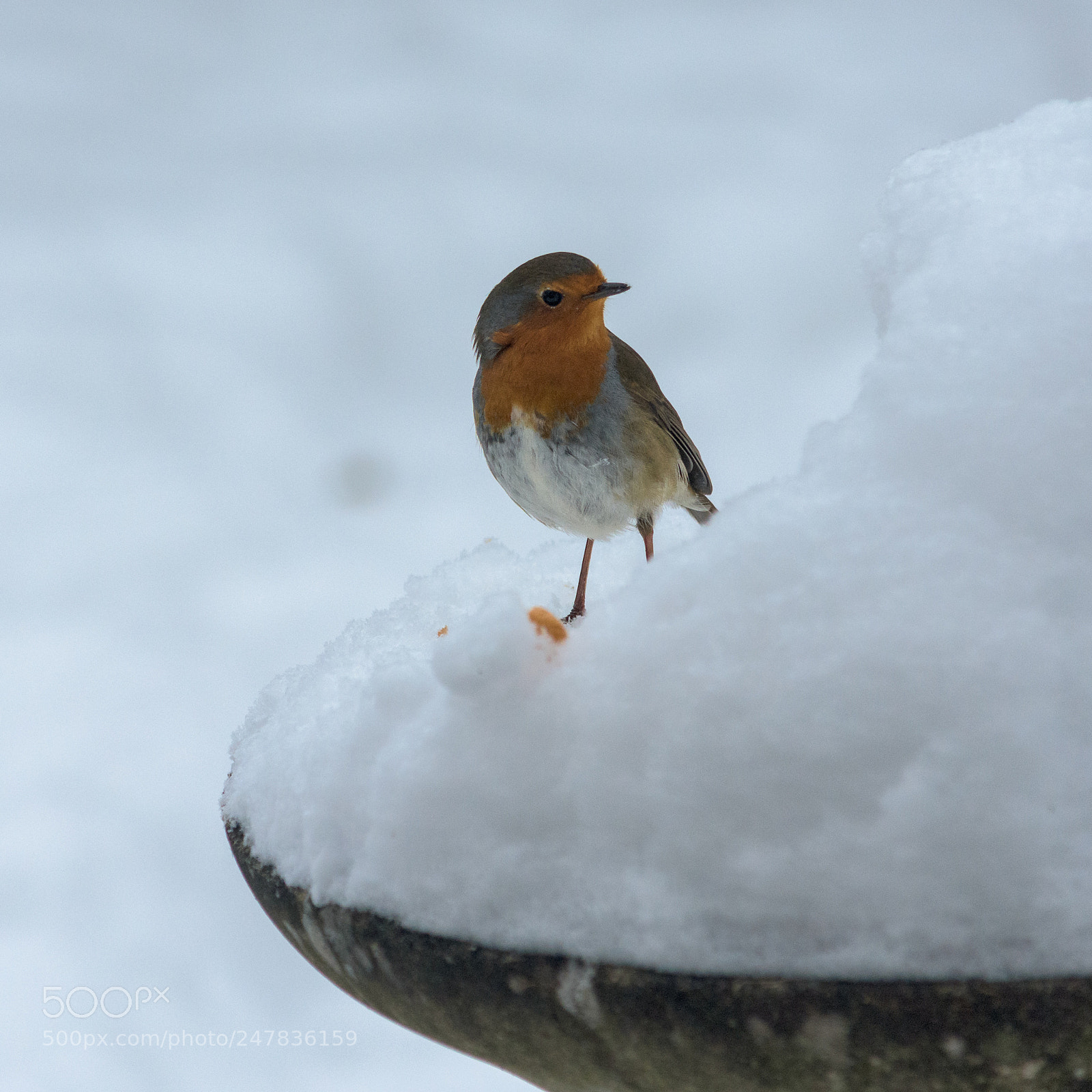 Nikon D7200 sample photo. Robin #1 photography