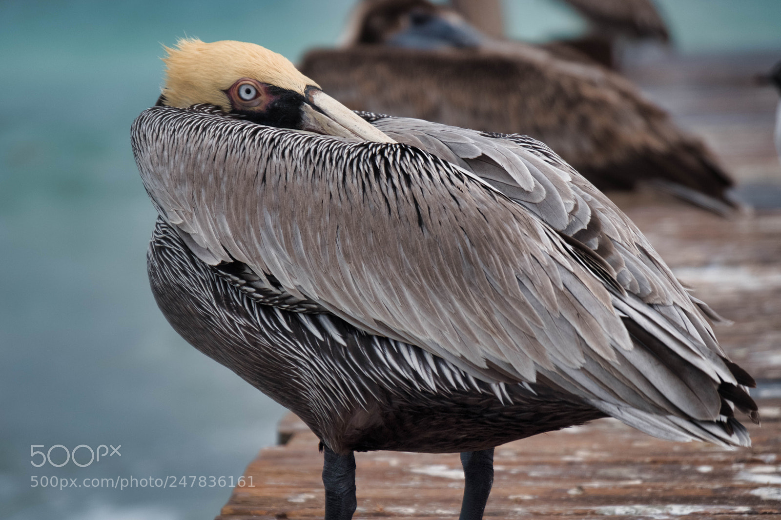 Fujifilm X-T2 sample photo. Bird on the dock photography