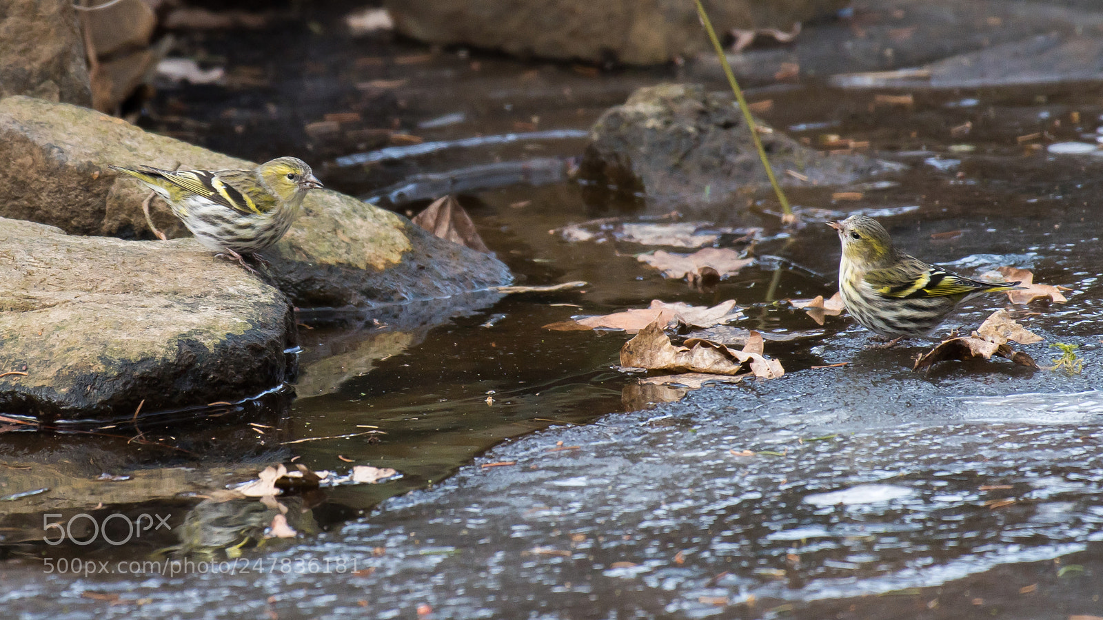 Nikon D500 sample photo. Sijs (siskin) photography