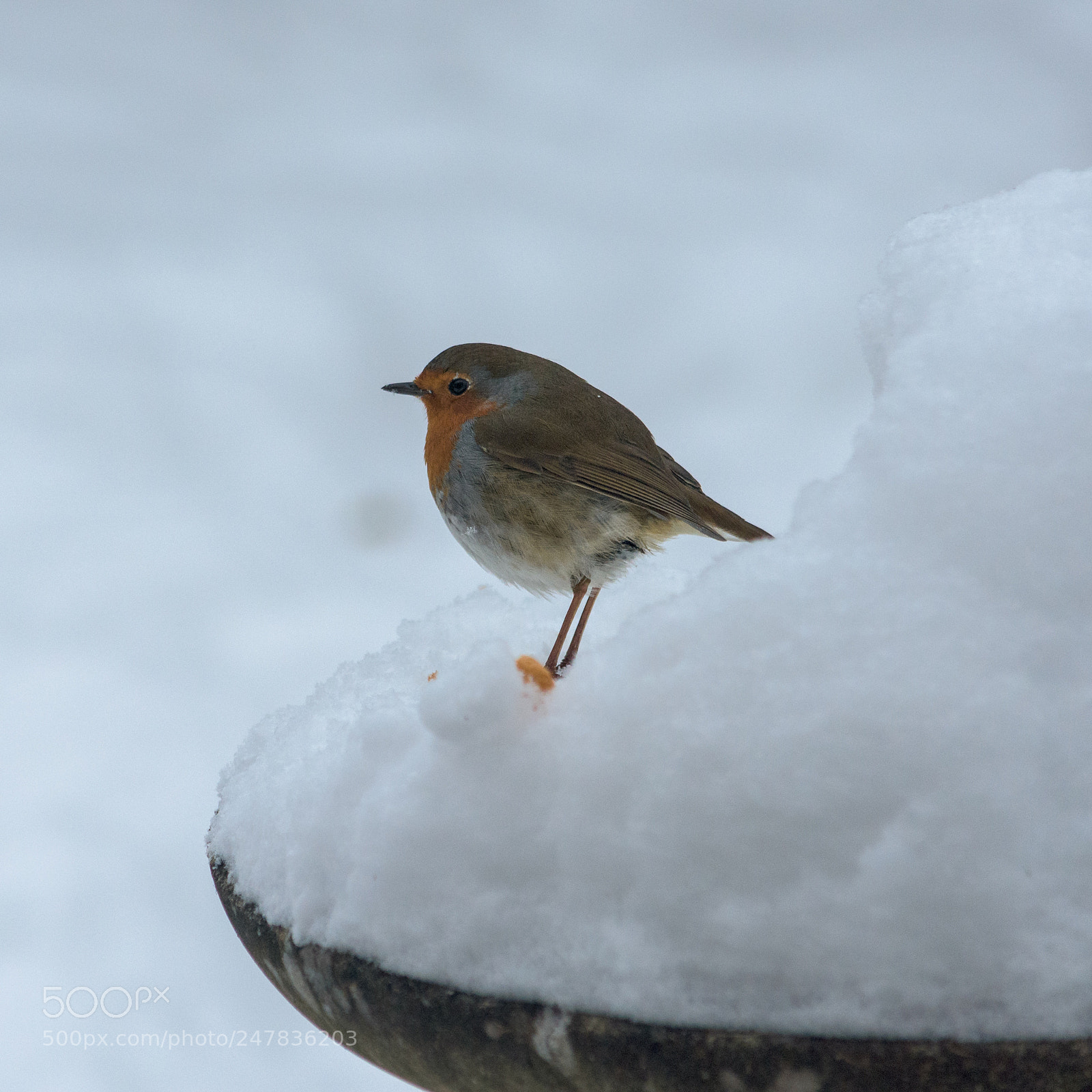 Nikon D7200 sample photo. Robin #2 photography