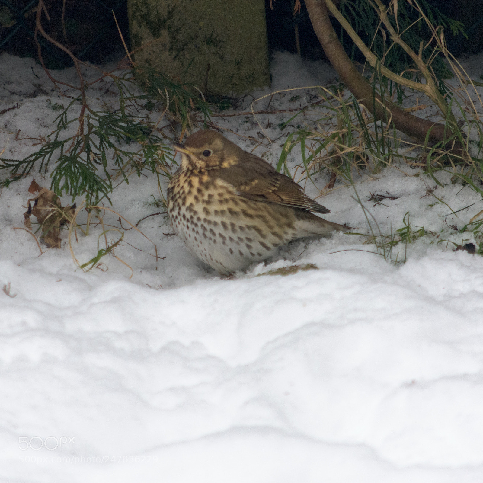 Nikon D7200 sample photo. Thrush #1 photography