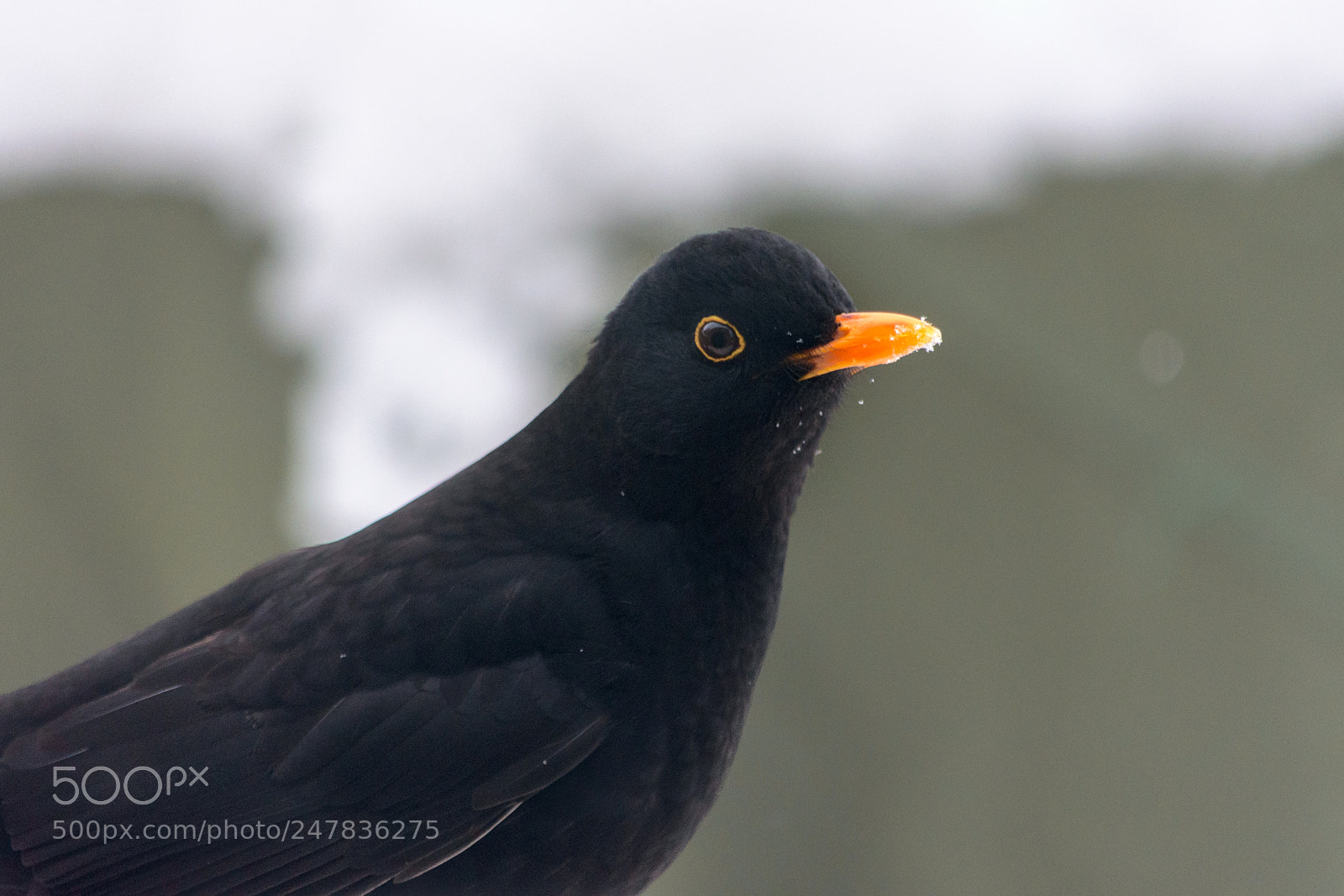 Nikon D7200 sample photo. Blackbird #1 photography