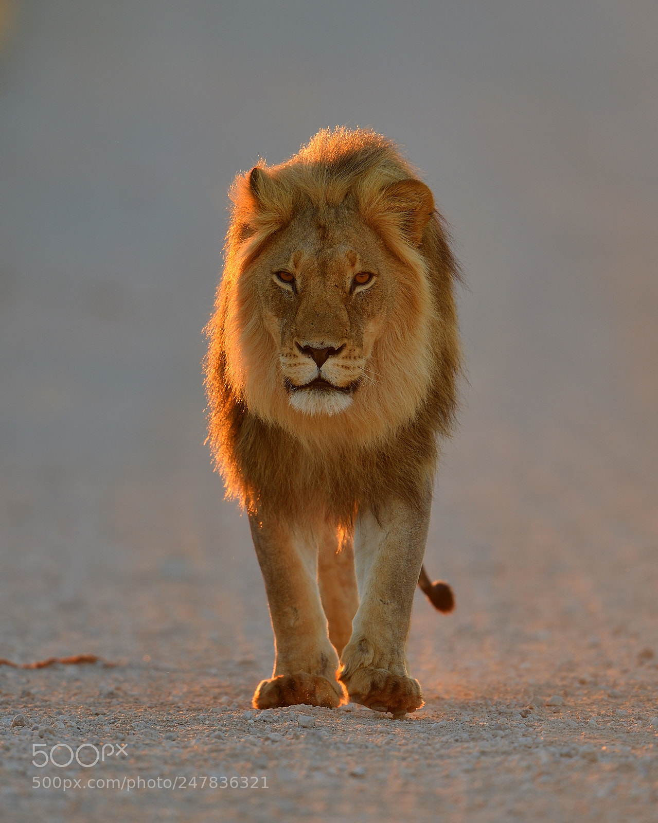 Nikon D5 sample photo. The king on his photography