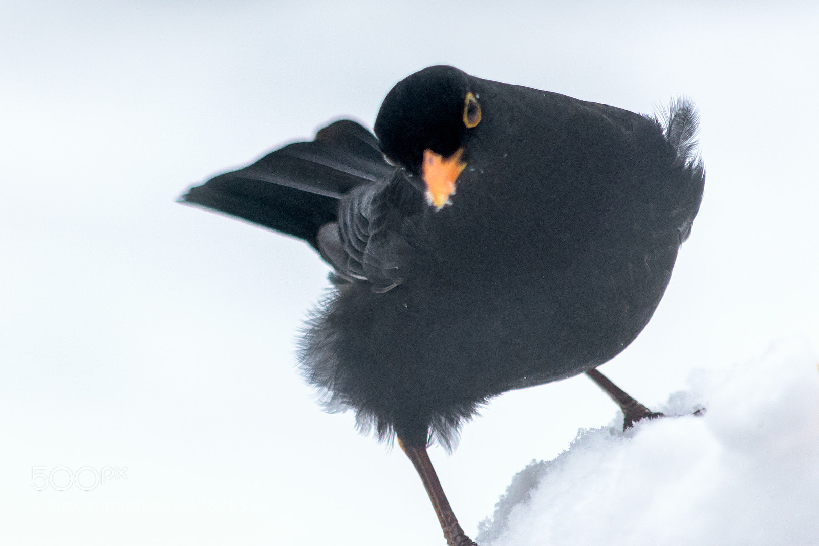 Nikon D7200 sample photo. Blackbird #2 photography