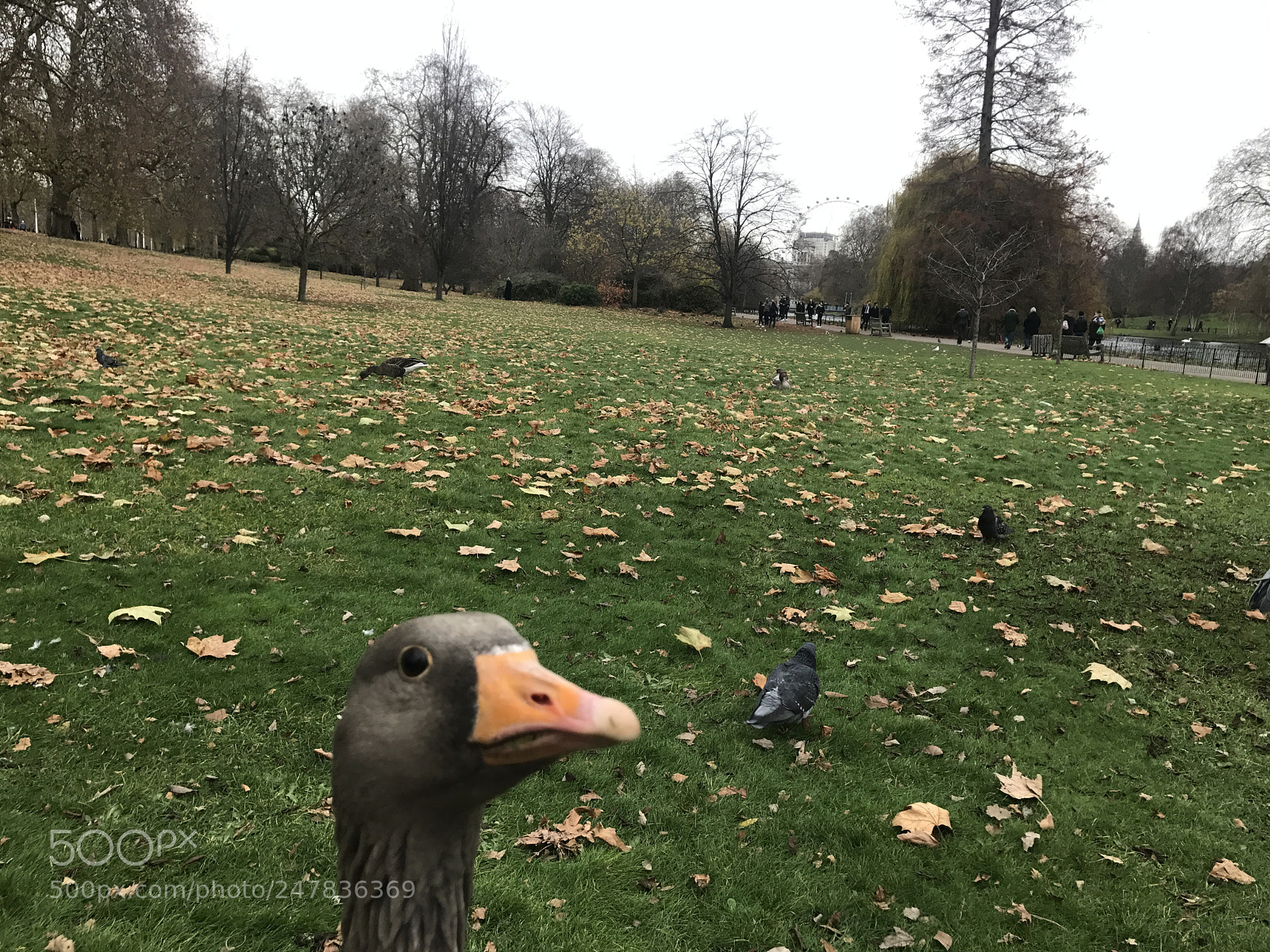 Apple iPhone 7 sample photo. Curious duck 一只乱入镜头的鸭子 photography