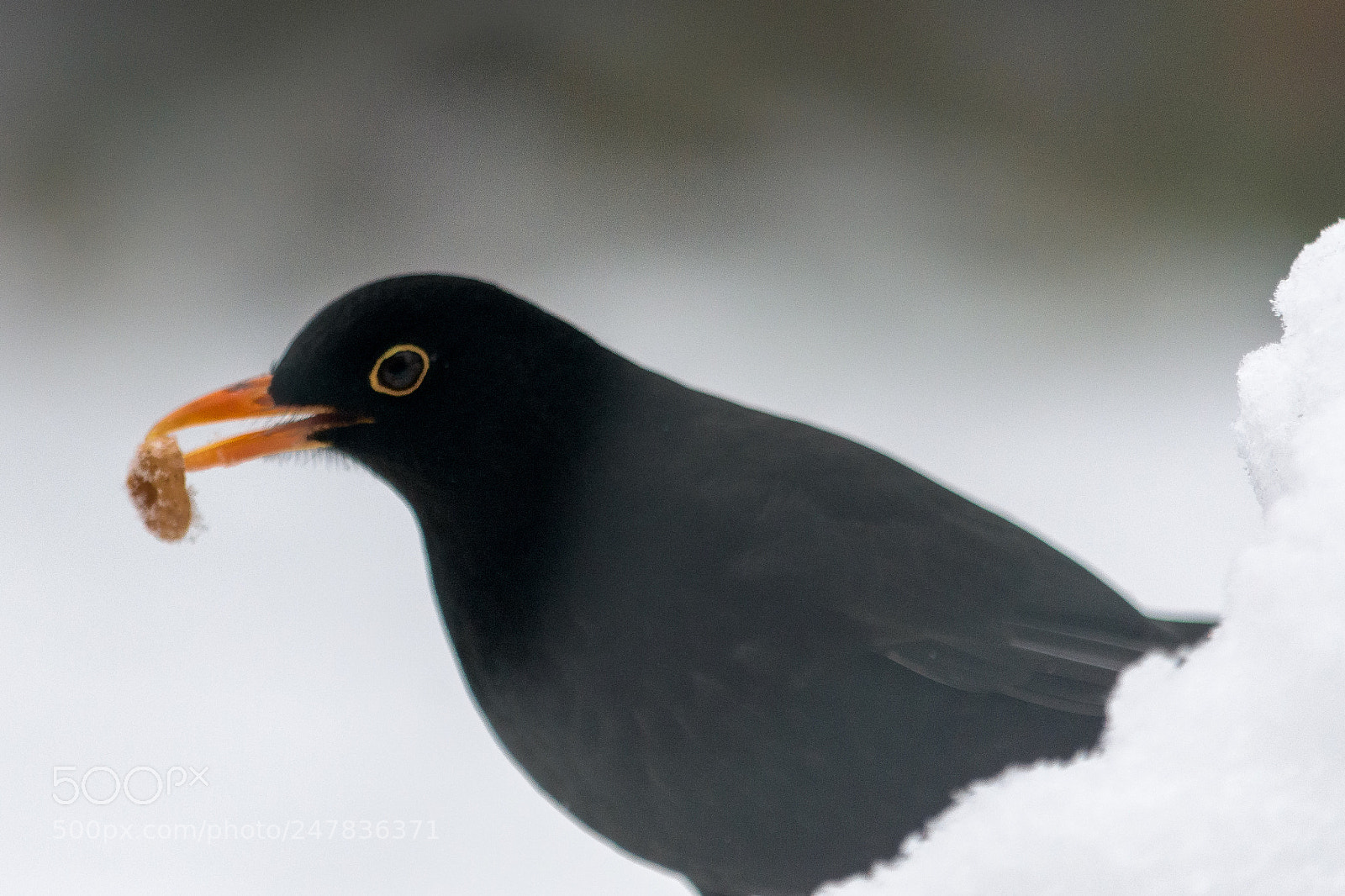 Nikon D7200 sample photo. Blackbird #3 photography