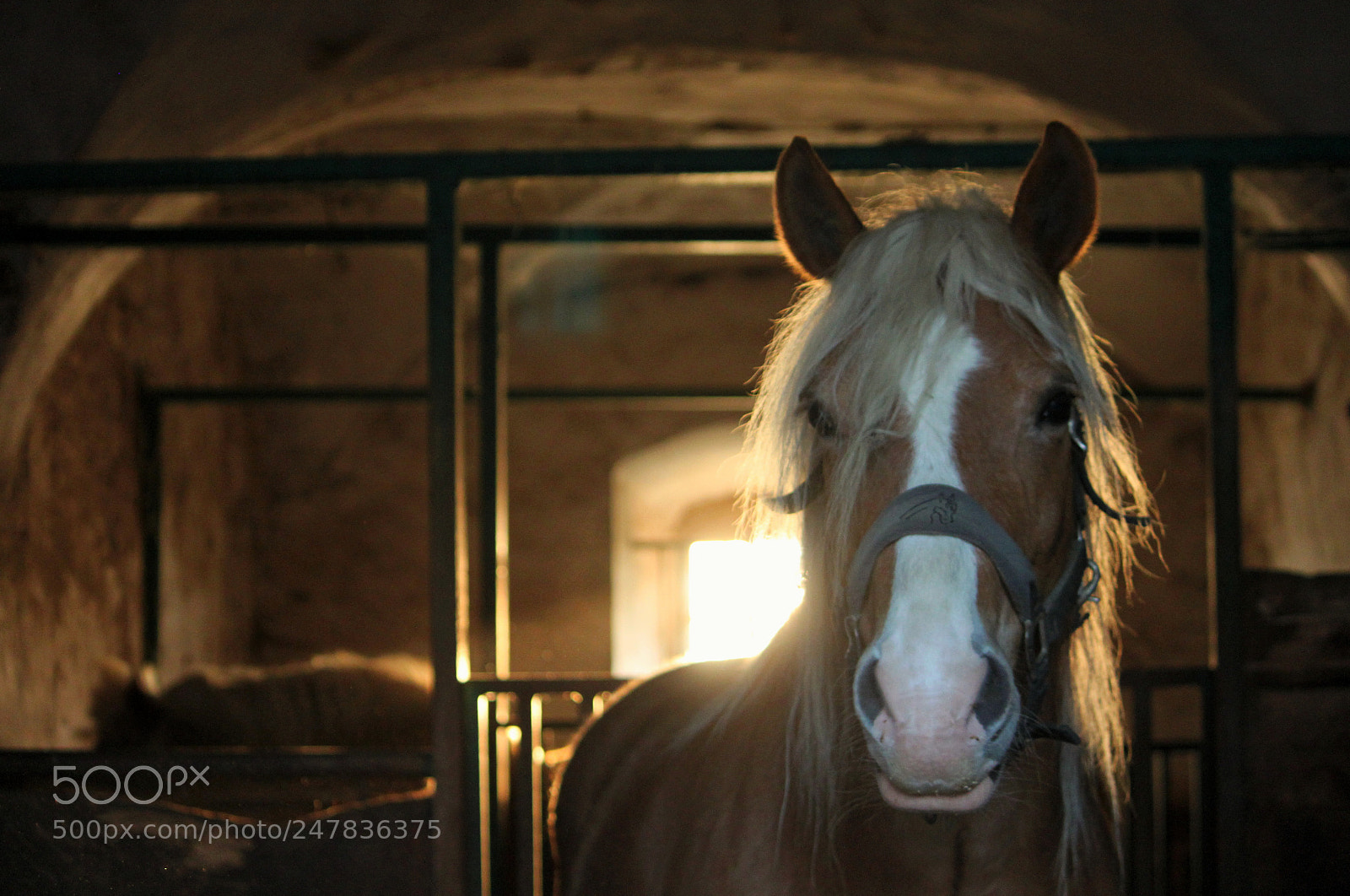 Canon EOS 500D (EOS Rebel T1i / EOS Kiss X3) sample photo. Ross im deutsch-ordensschloss photography