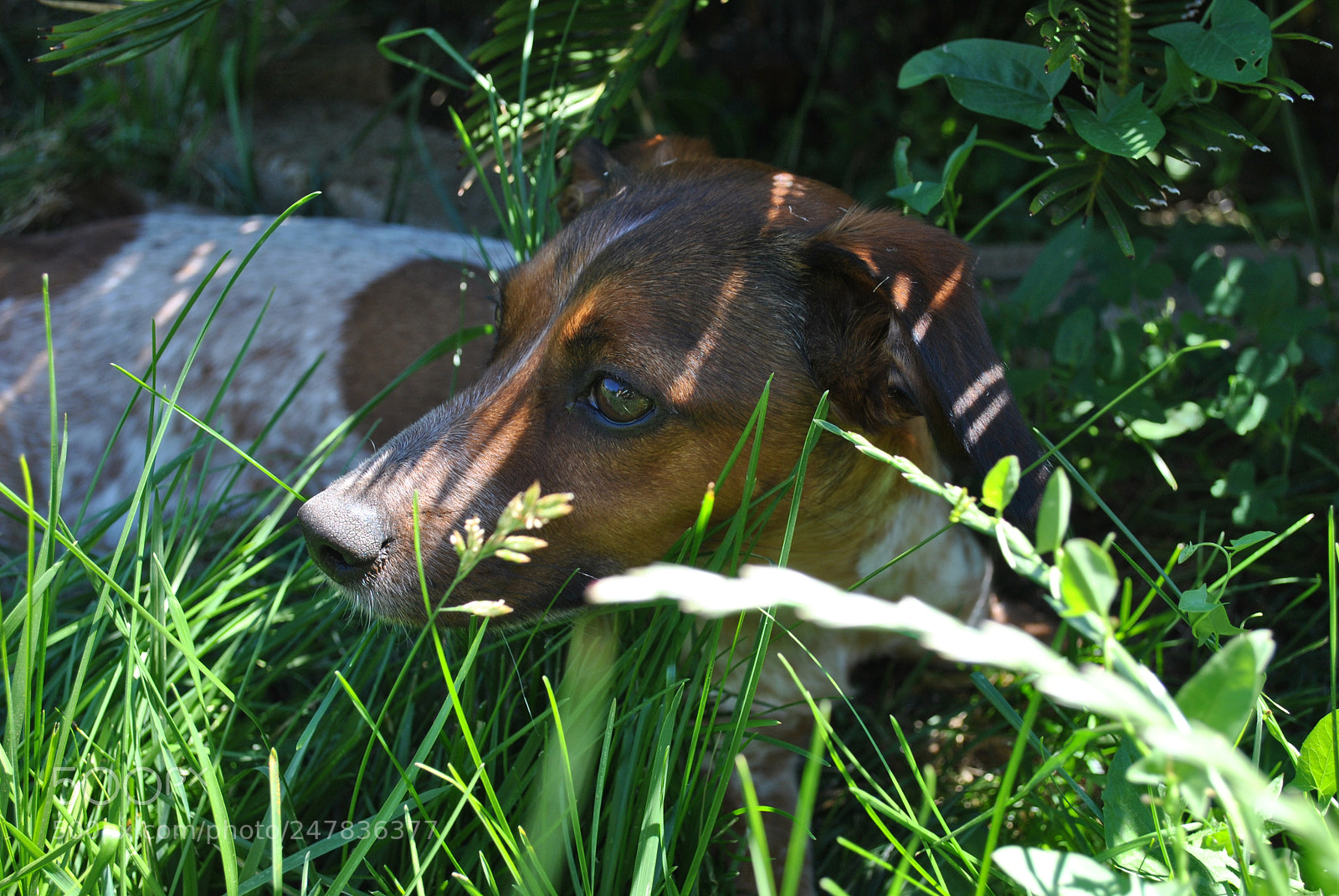 Nikon D3000 sample photo. Trilly photography