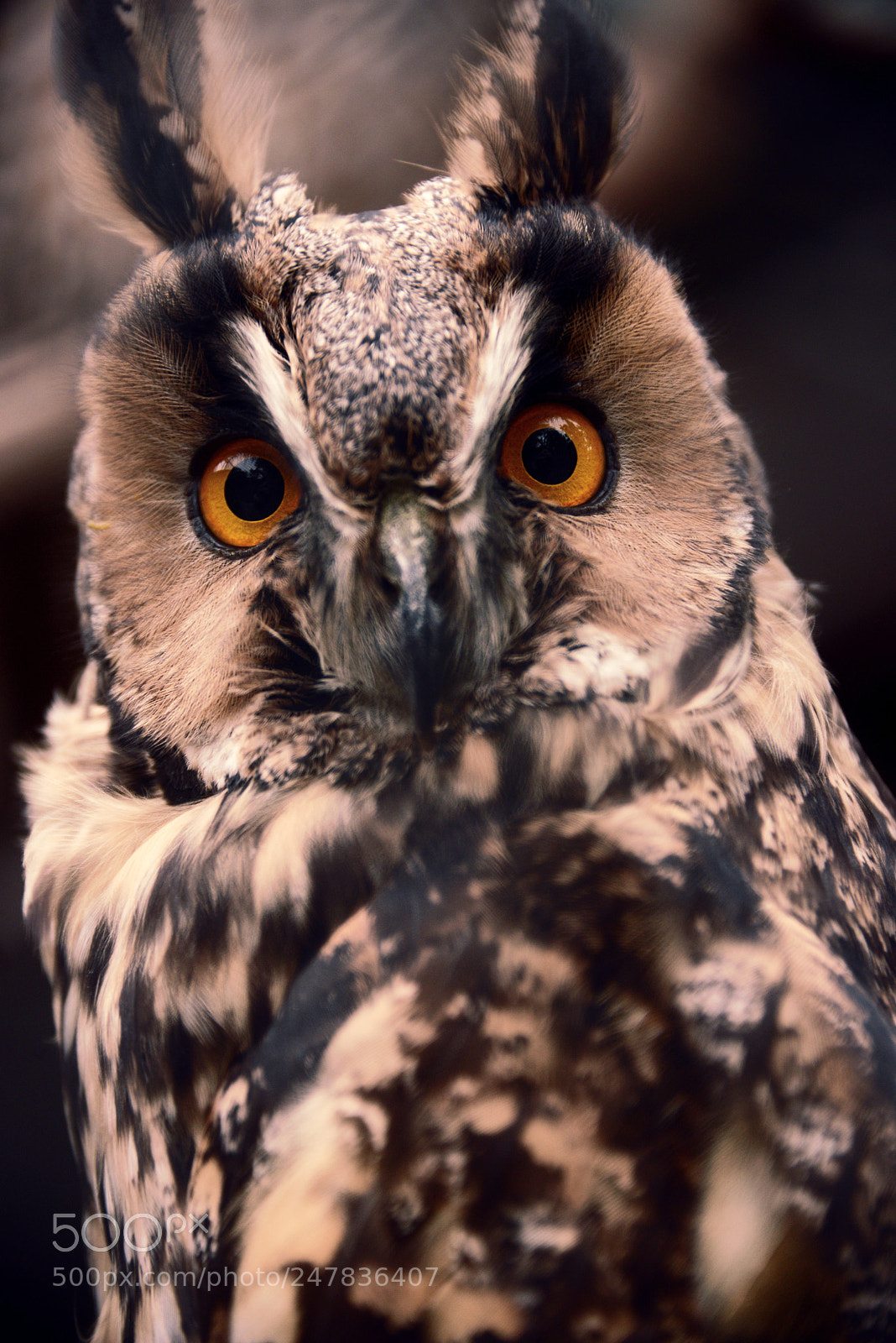 Nikon D800 sample photo. Asio otus photography
